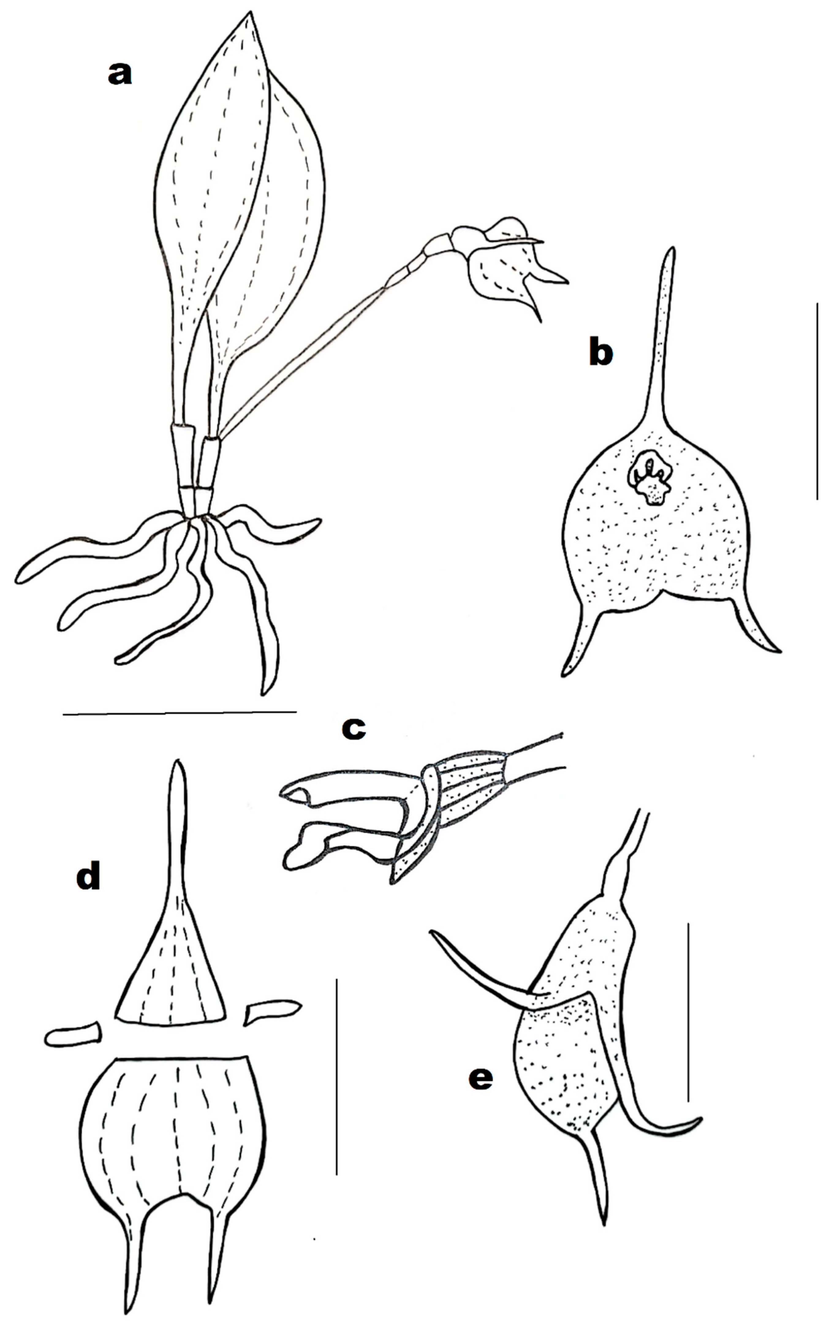 Diversity 13 00108 g004 550