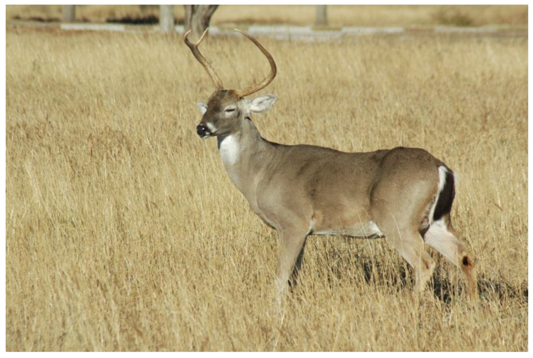 Diversity 13 00116 g0a1 Diversity 13 00116 g0a1