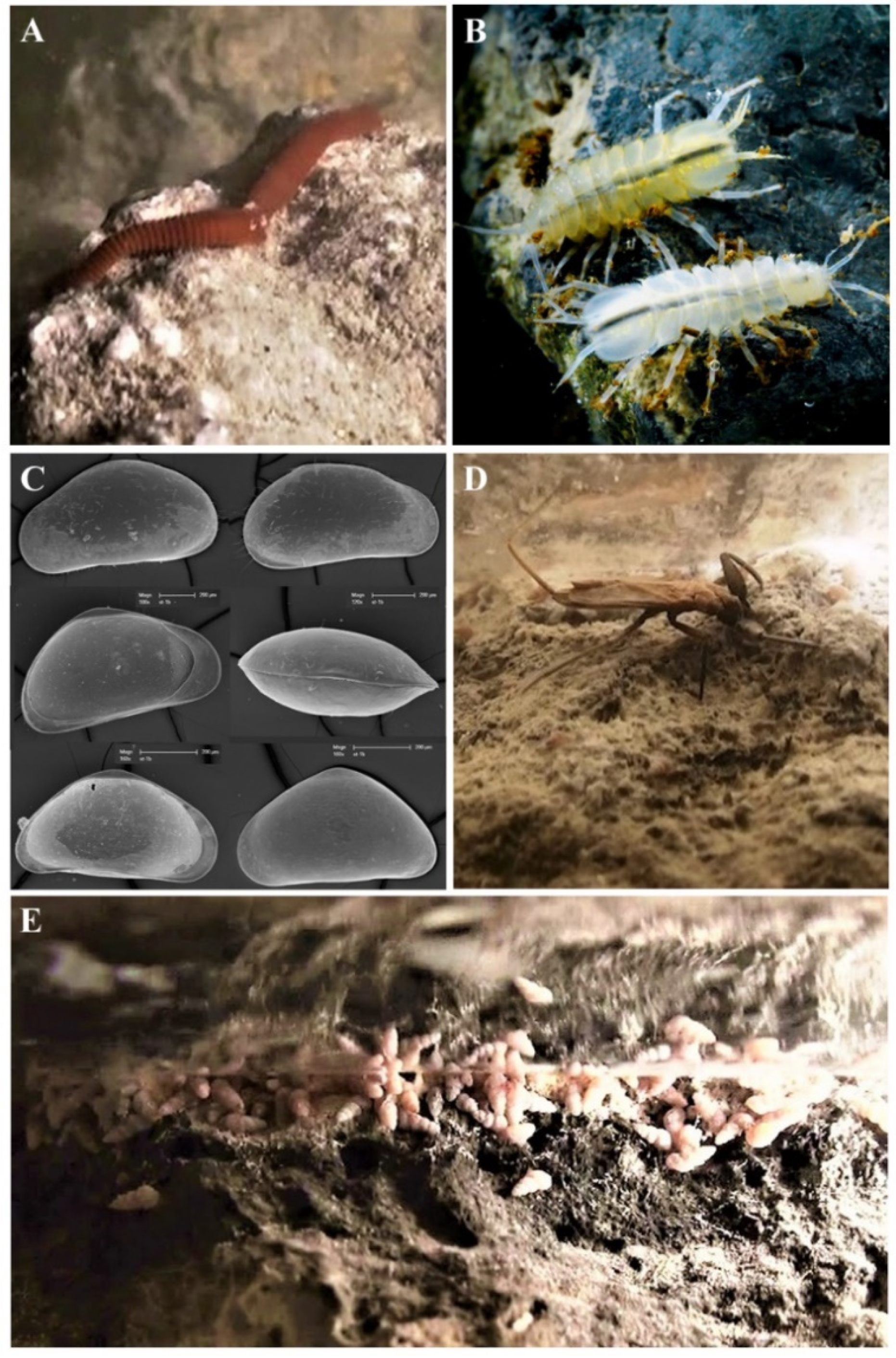 Diversity 13 00128 g003 Diversity 13 00128 g003