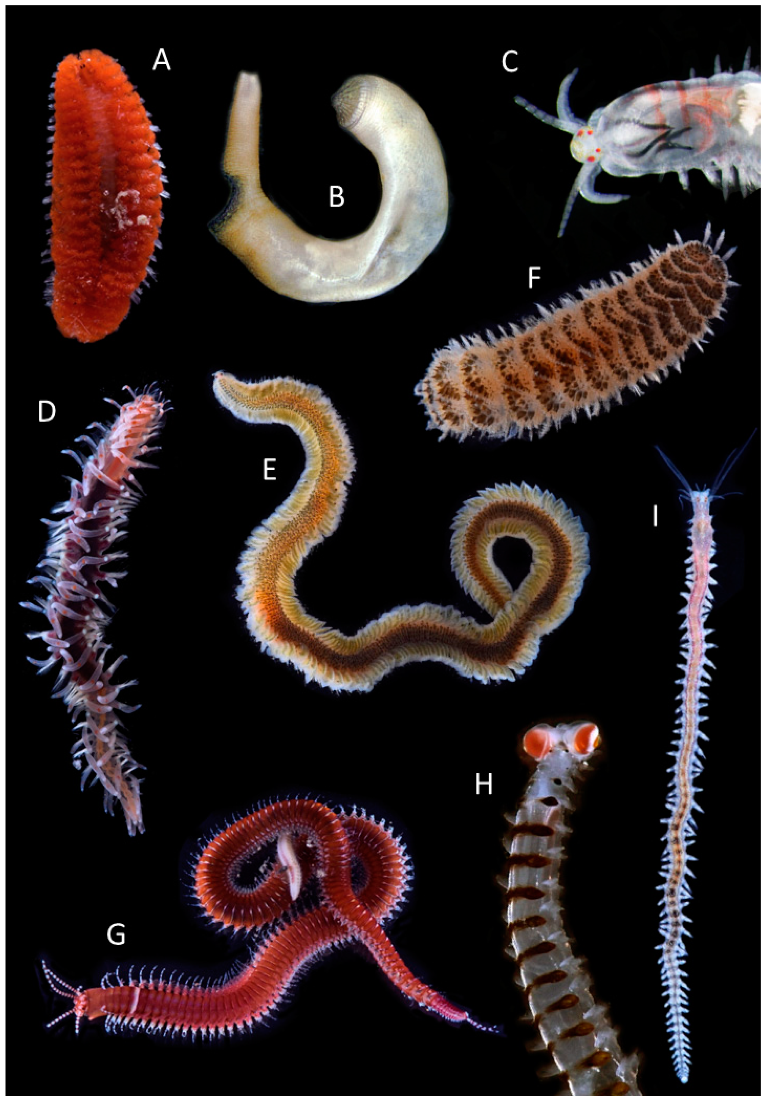 Diversity | Free Full-Text | Annelid Diversity: Historical Overview and  Future Perspectives