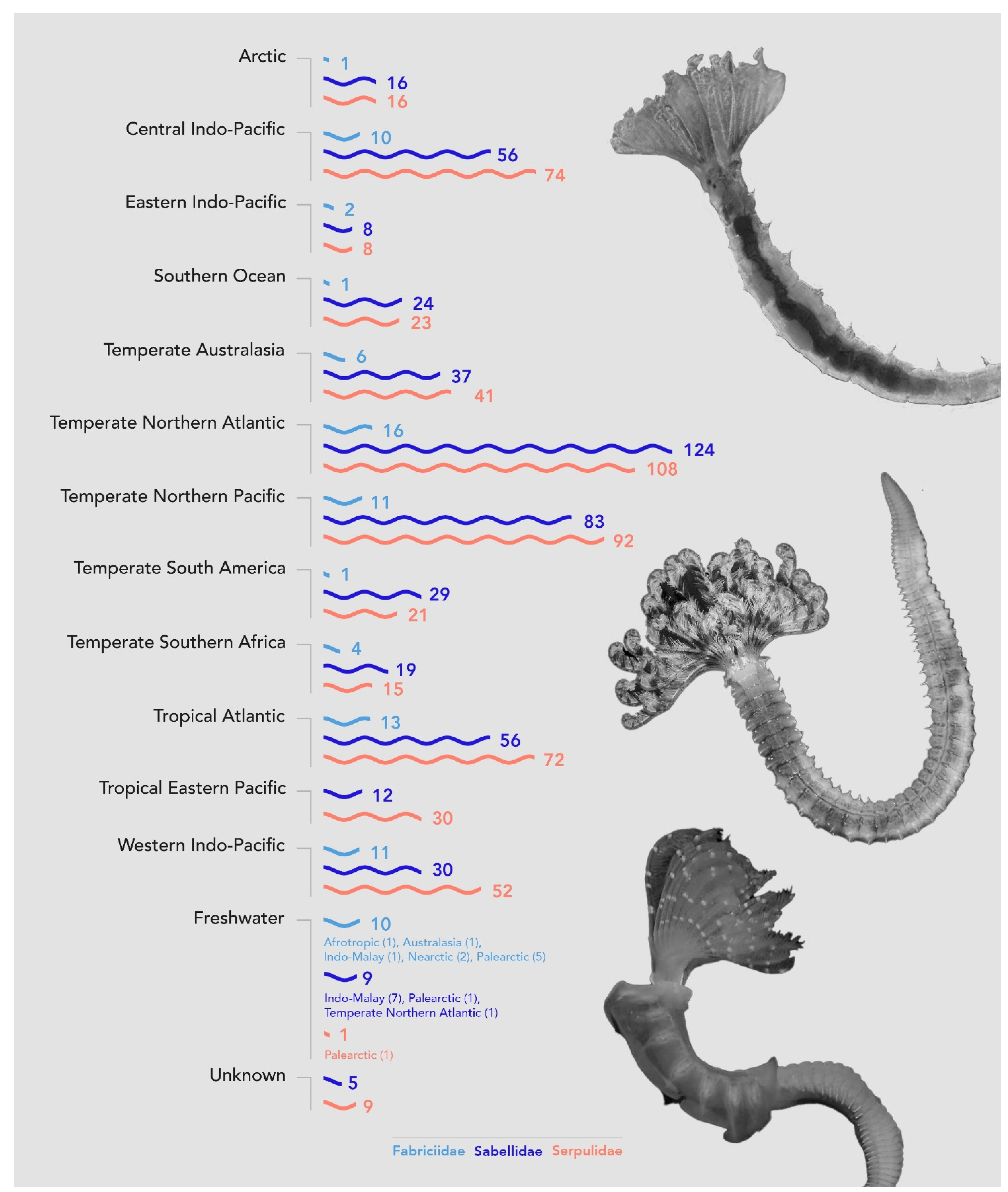 Indo Av Tube Diversity | Free Full-Text | Fanworms: Yesterday, Today and Tomorrow