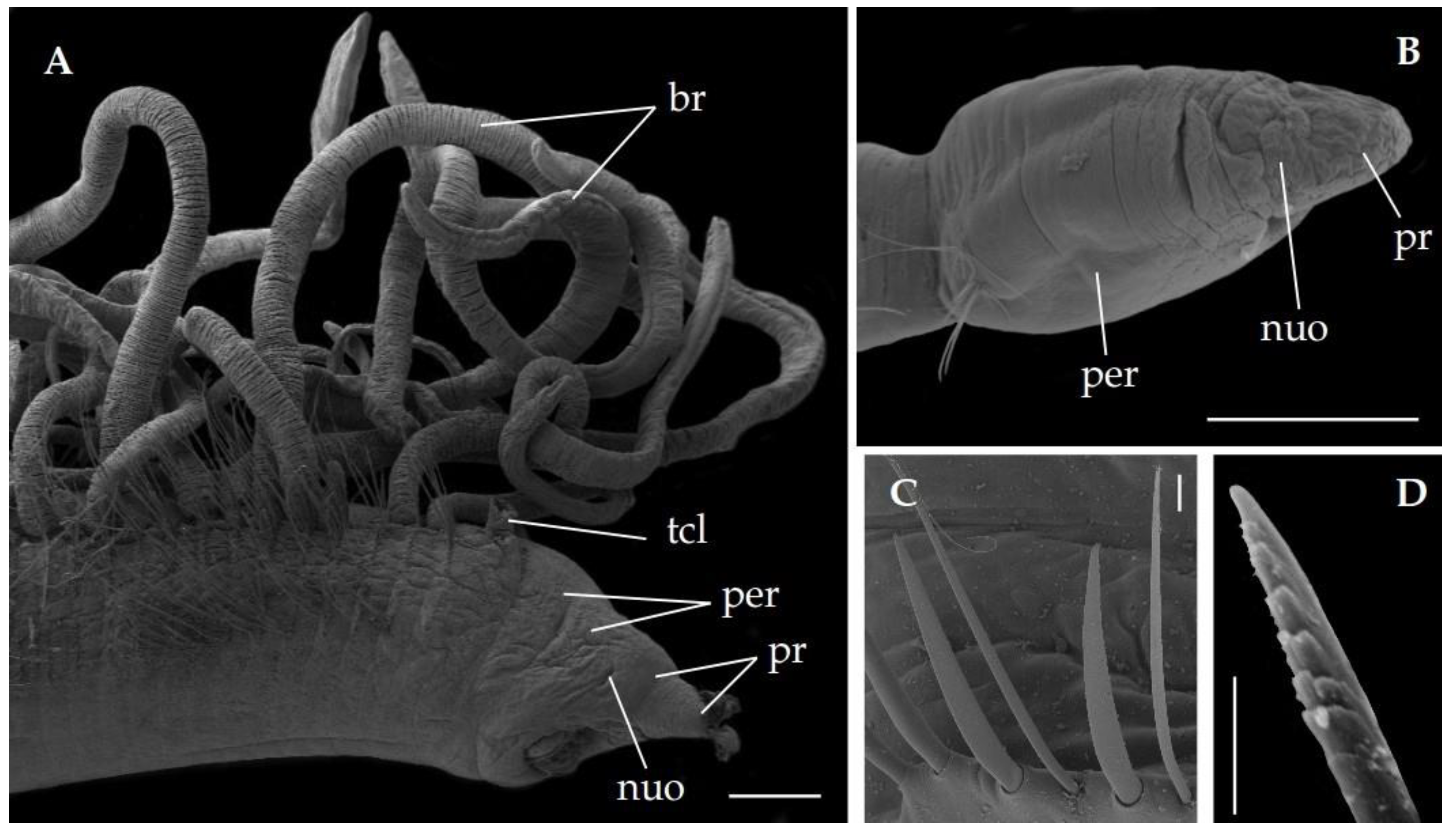 Diversity 13 00132 g005