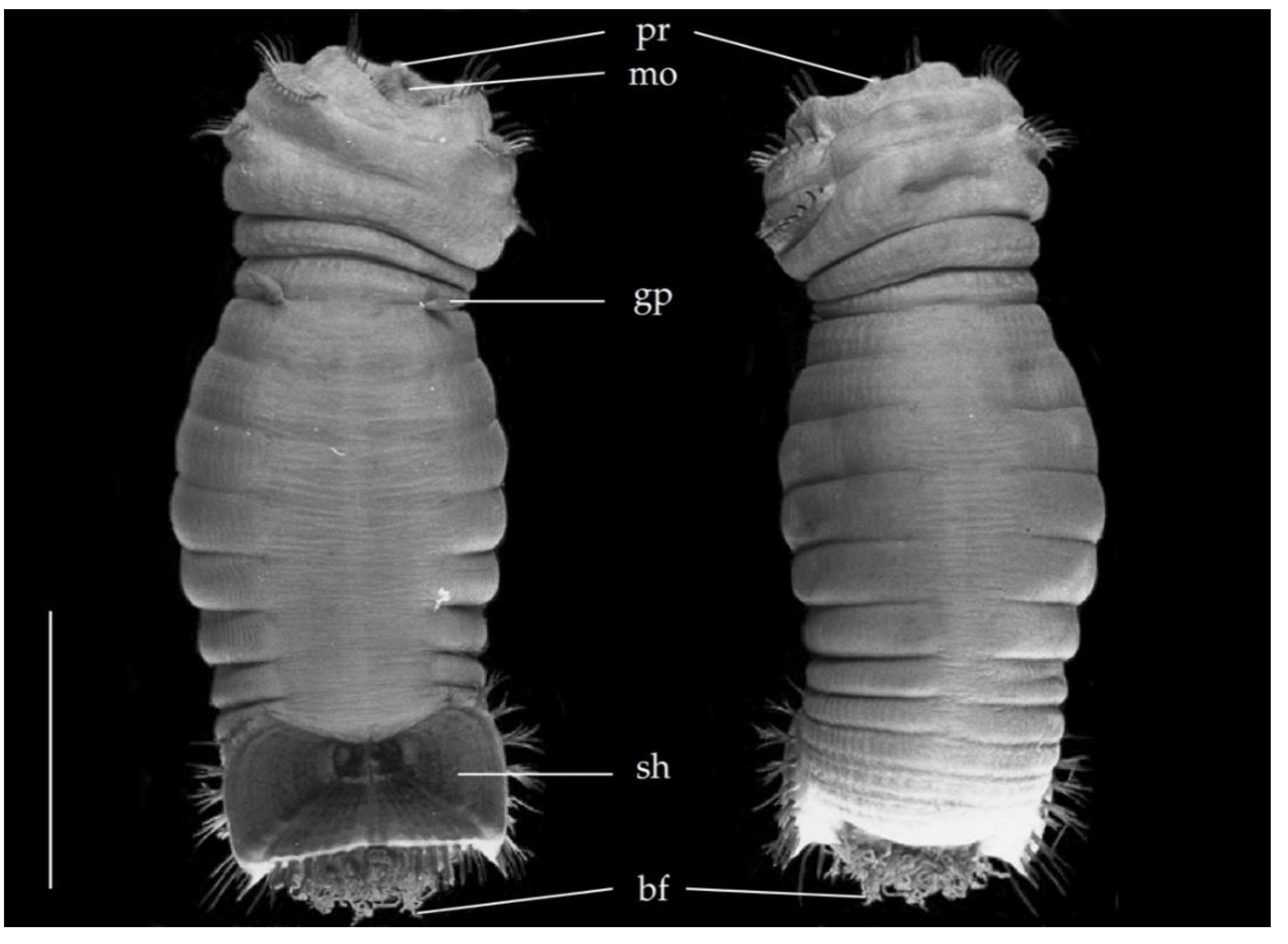 Diversity 13 00132 g010
