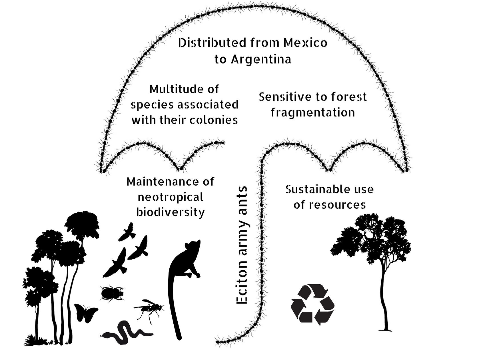 Diversity Free FullText Eciton Army Ants—Umbrella Species for