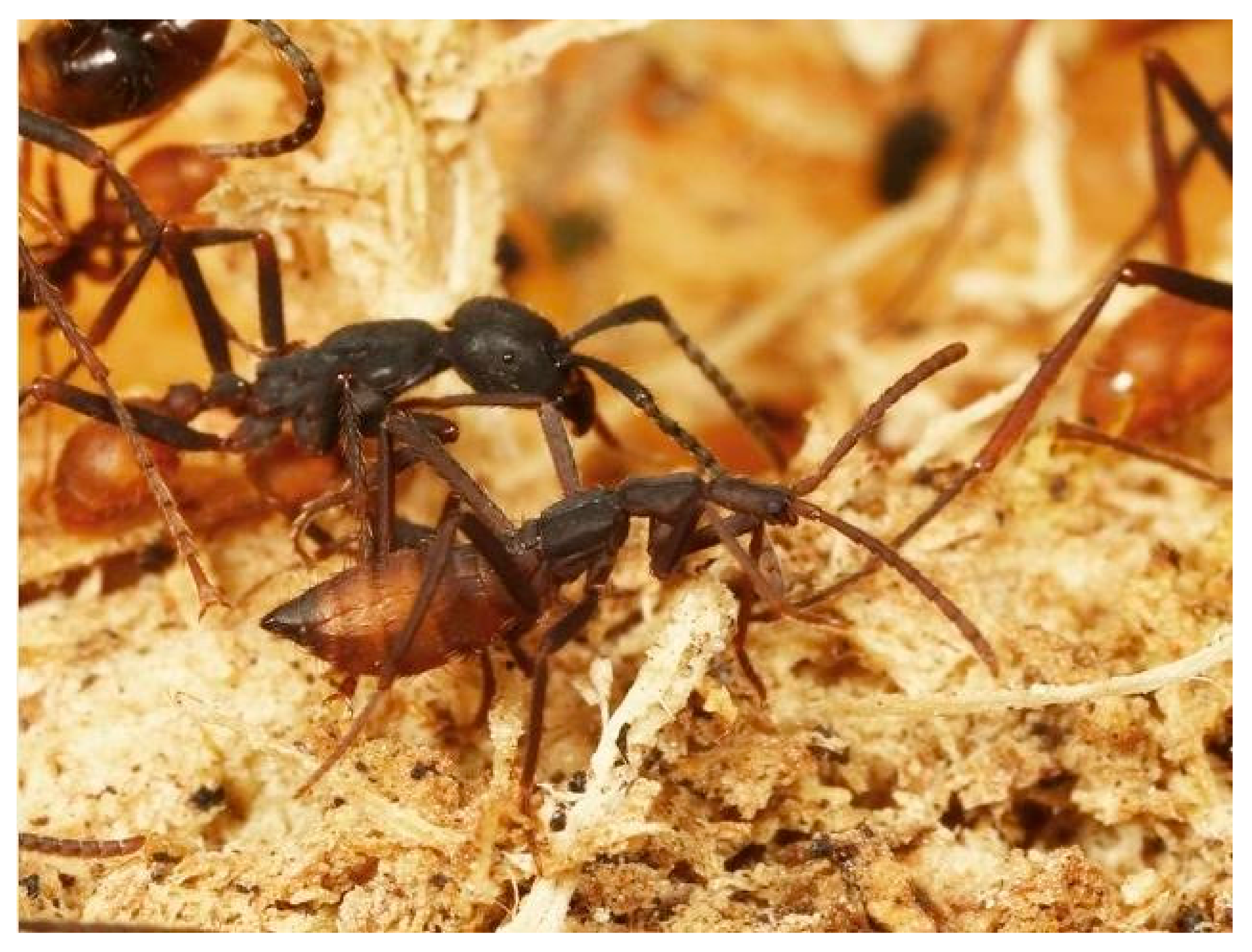Название армейского муравья. Жук ломехуза. Муравьи Эцитоны. Eciton burchellii. Враги муравьев.