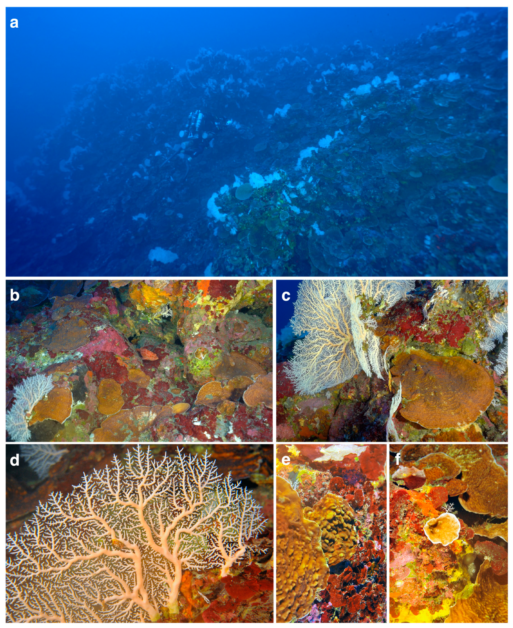 Diversity 13 00141 g001