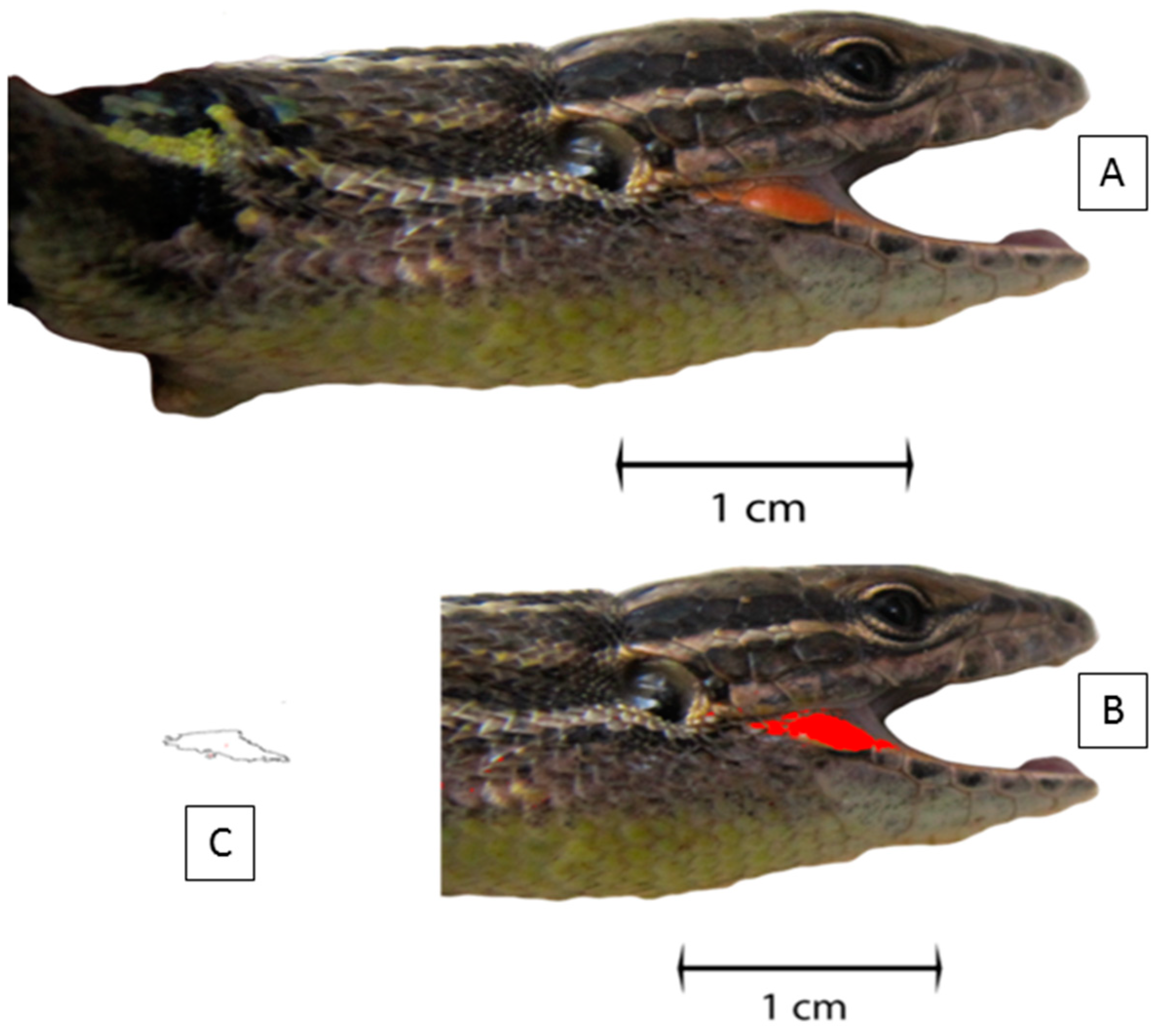 Diversity 13 00158 g002 Diversity 13 00158 g002