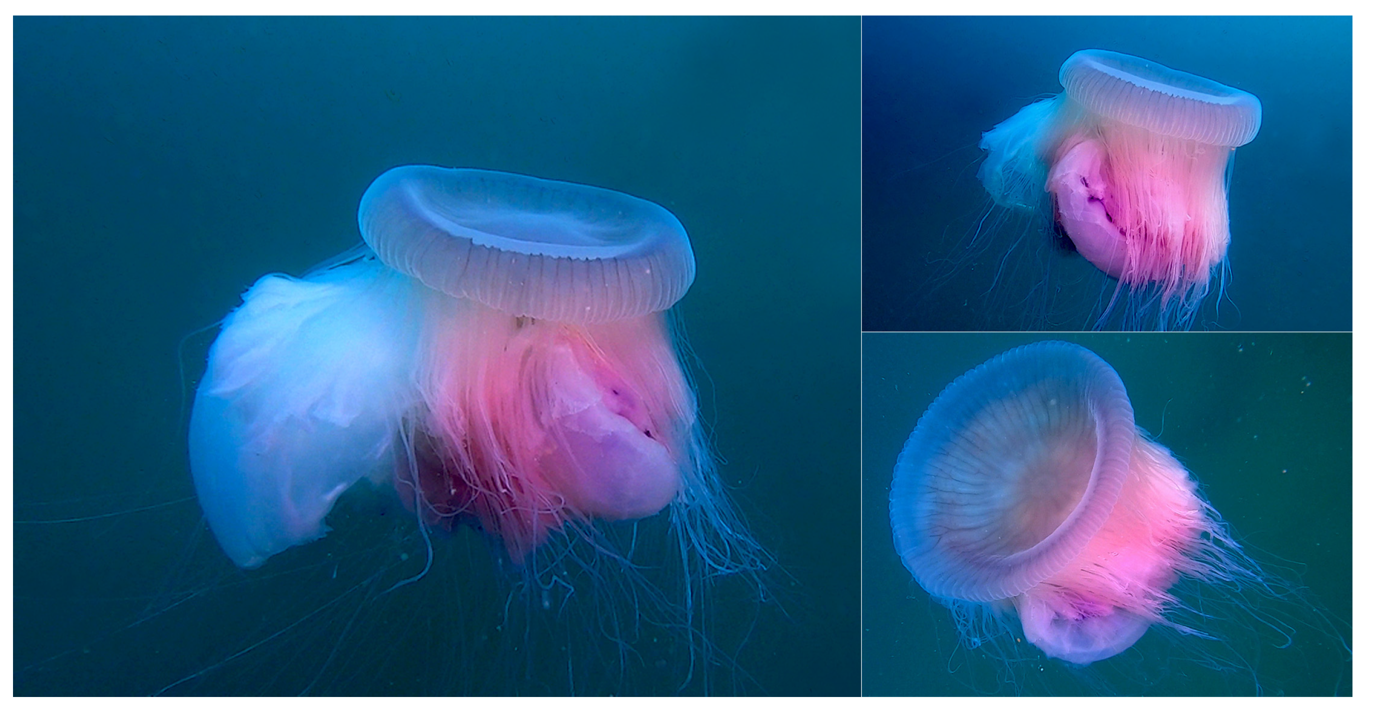 Diversity 13 00163 g001