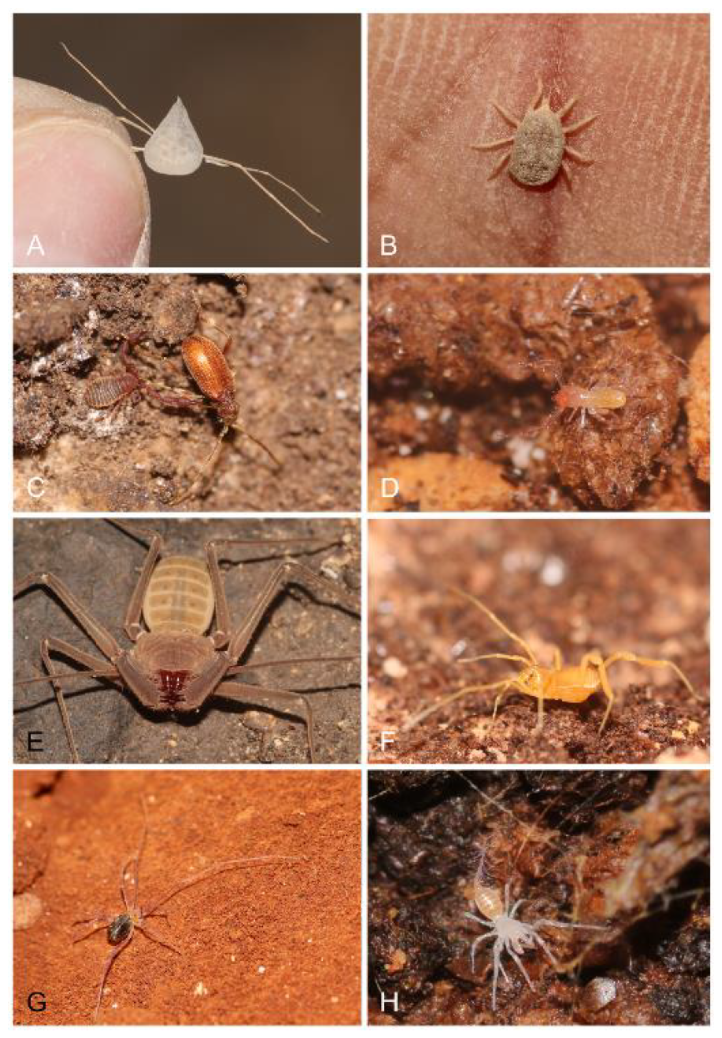 7 new spider species discovered in caves in Israel