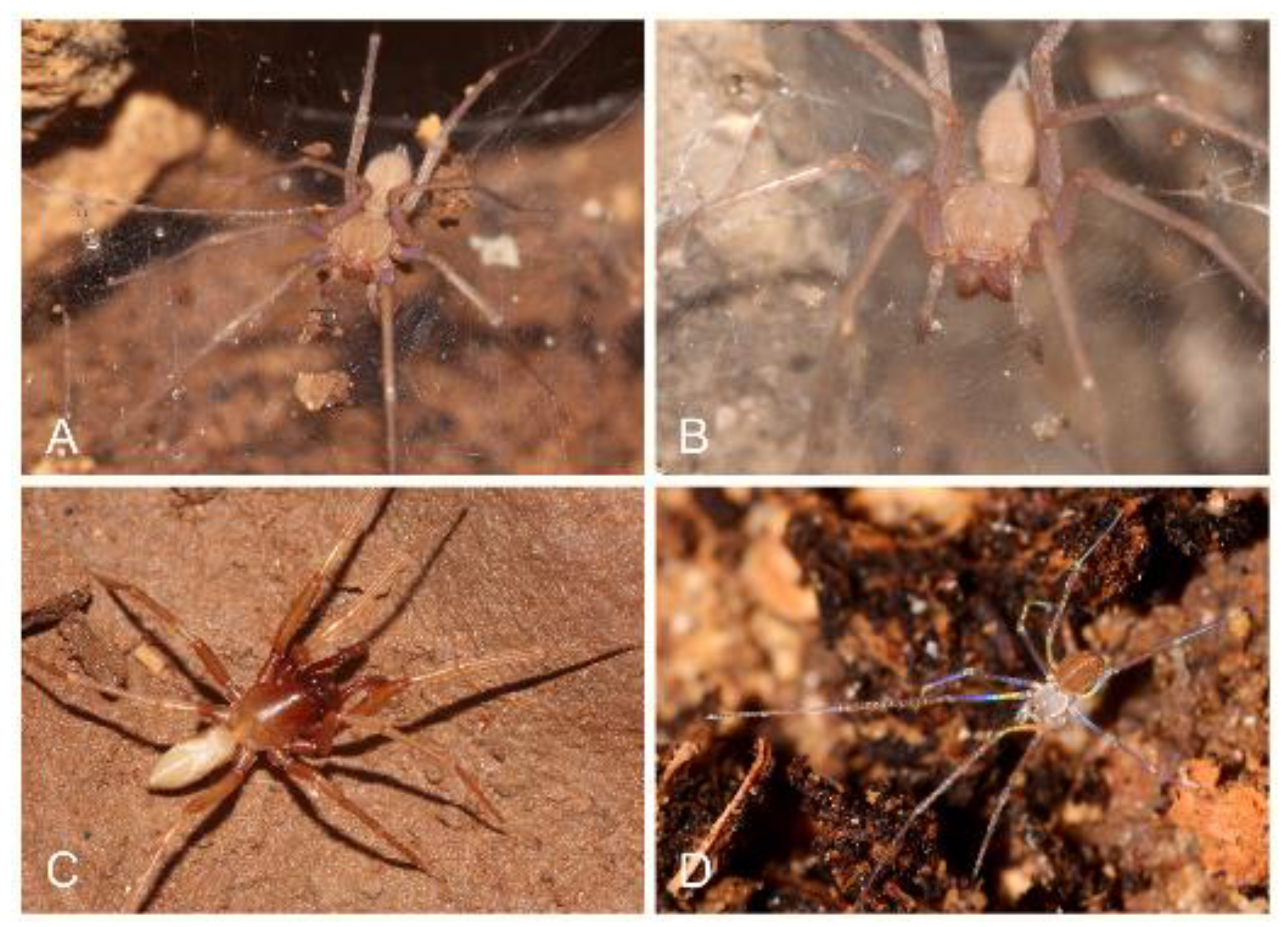 7 new spider species discovered in caves in Israel