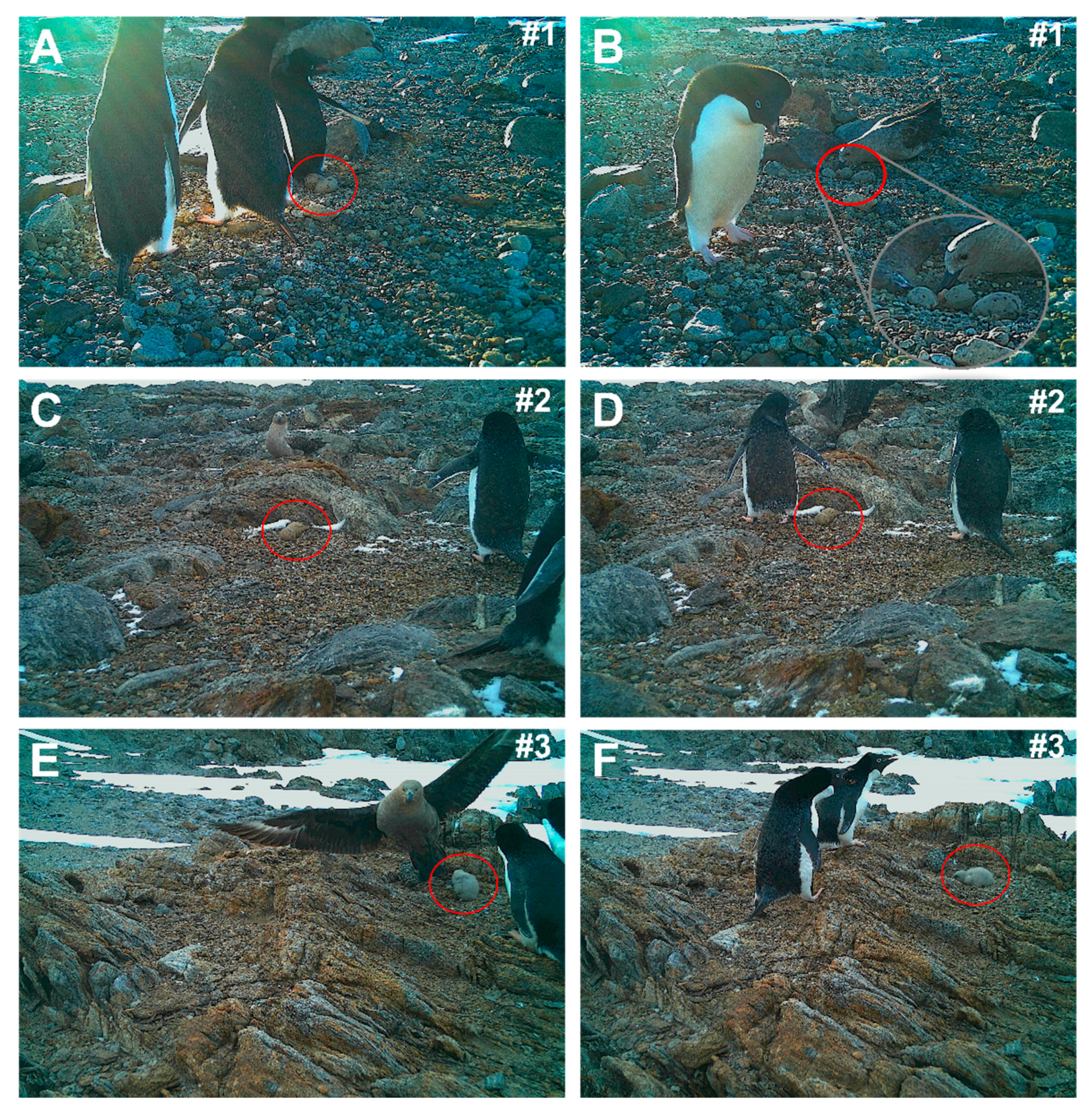 Diversity 13 00181 g002