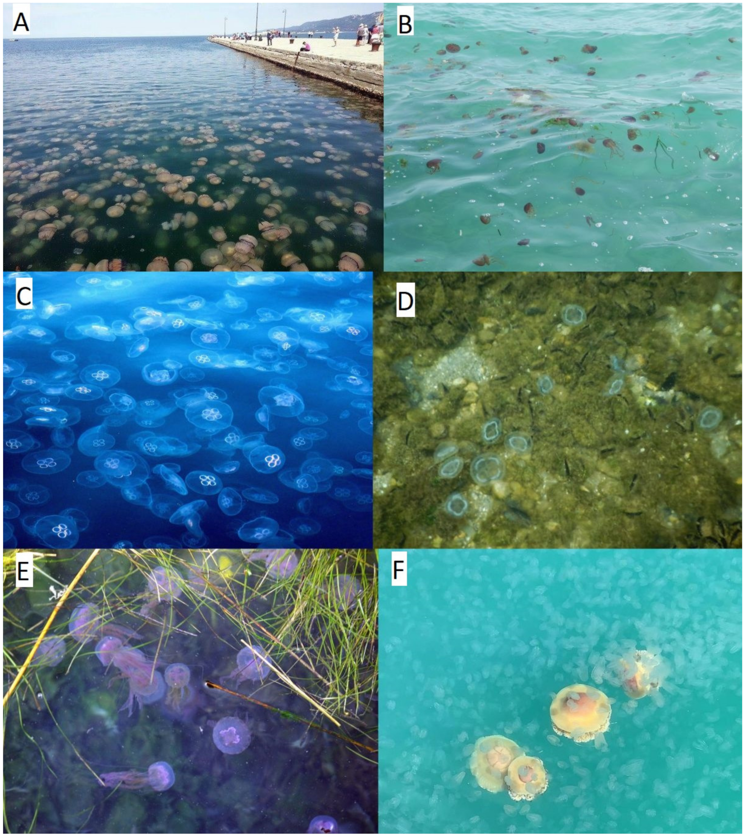 Diversity 13 00186 g001