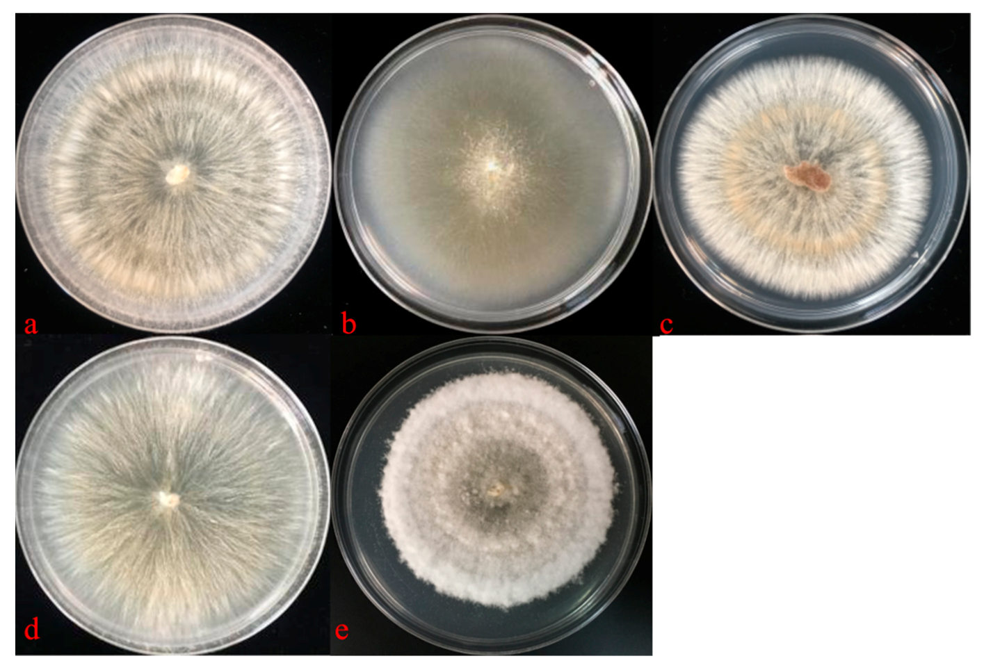 Diversity 13 00197 g005 Diversity 13 00197 g005