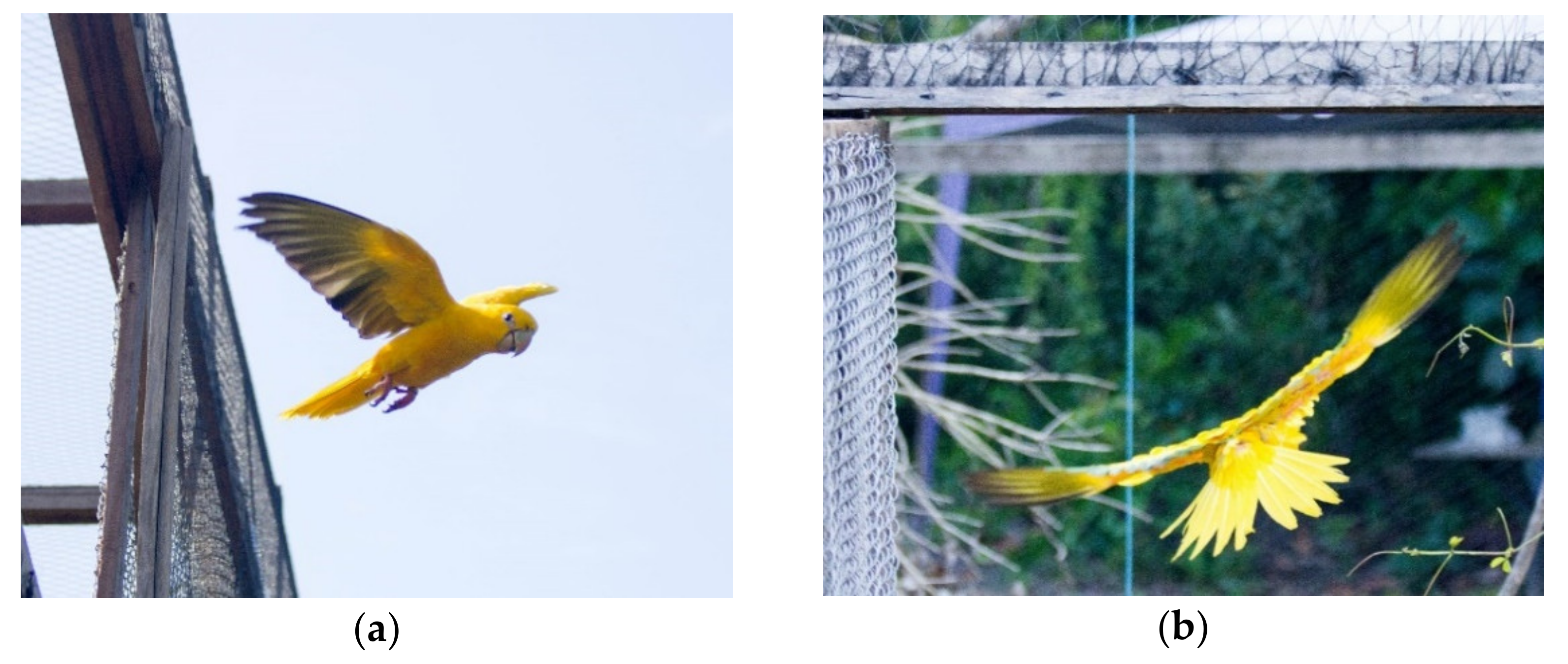 Diversity 13 00198 g002 Diversity 13 00198 g002