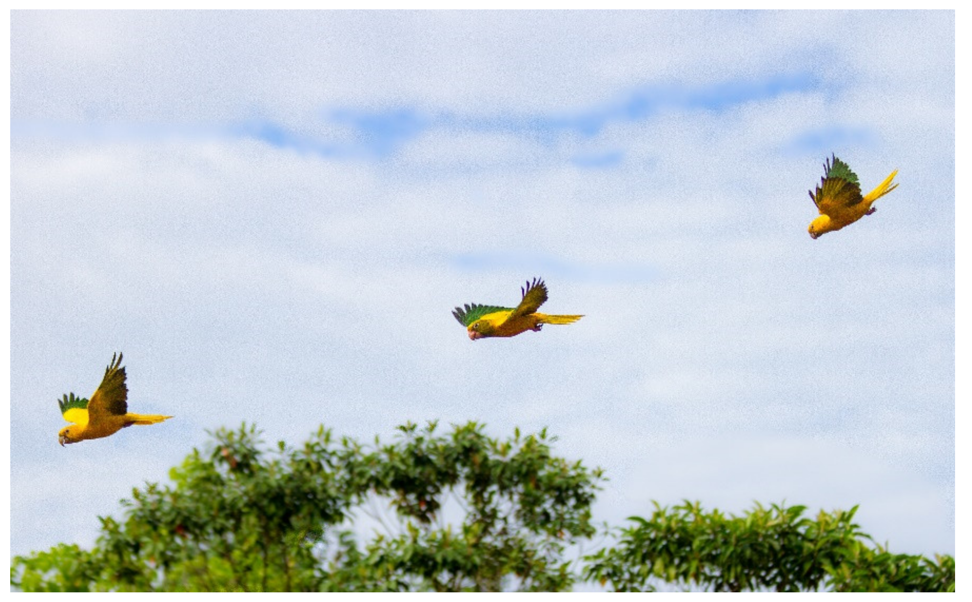 Diversity 13 00198 g004 Diversity 13 00198 g004