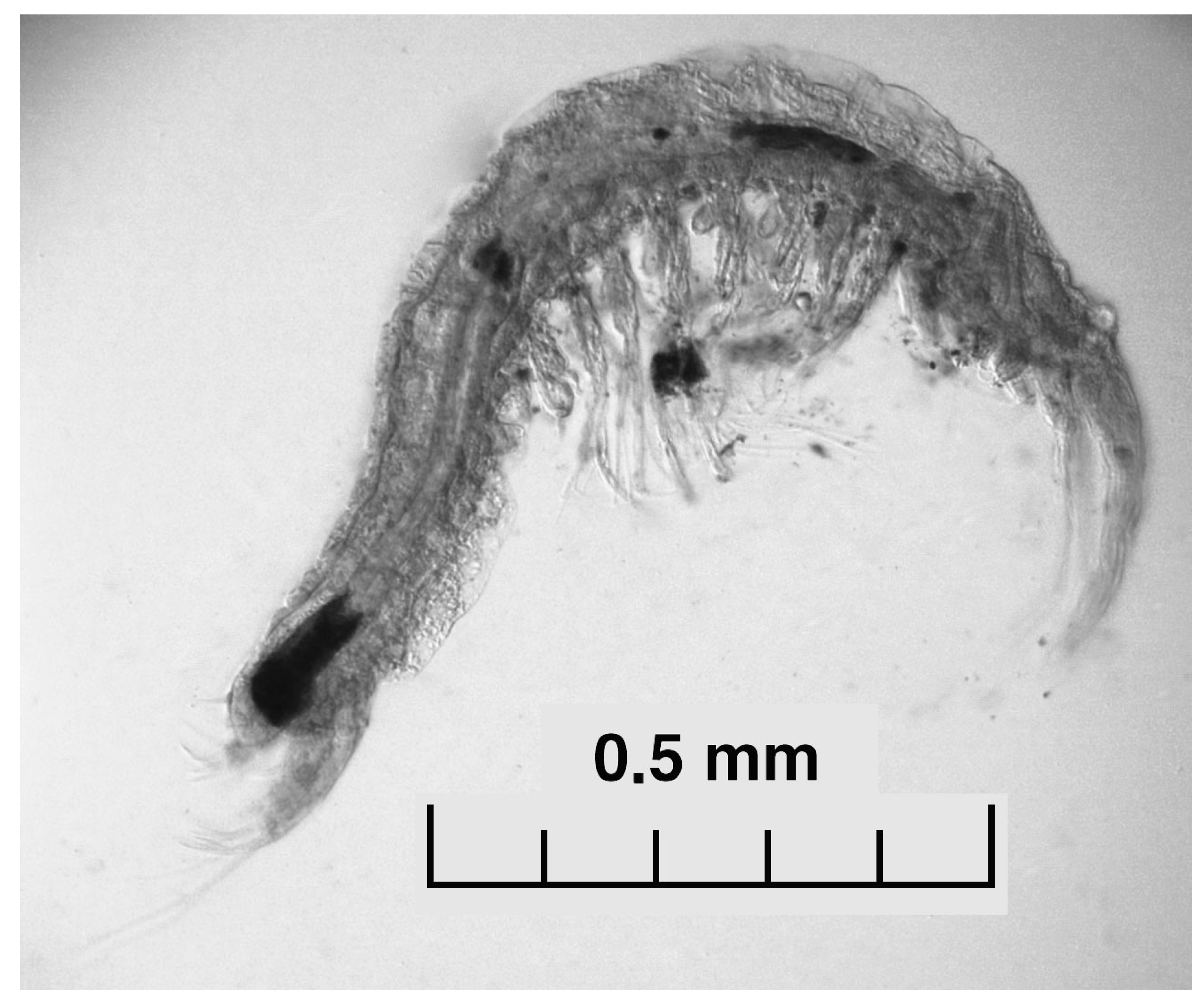 Diversity 13 00199 g006