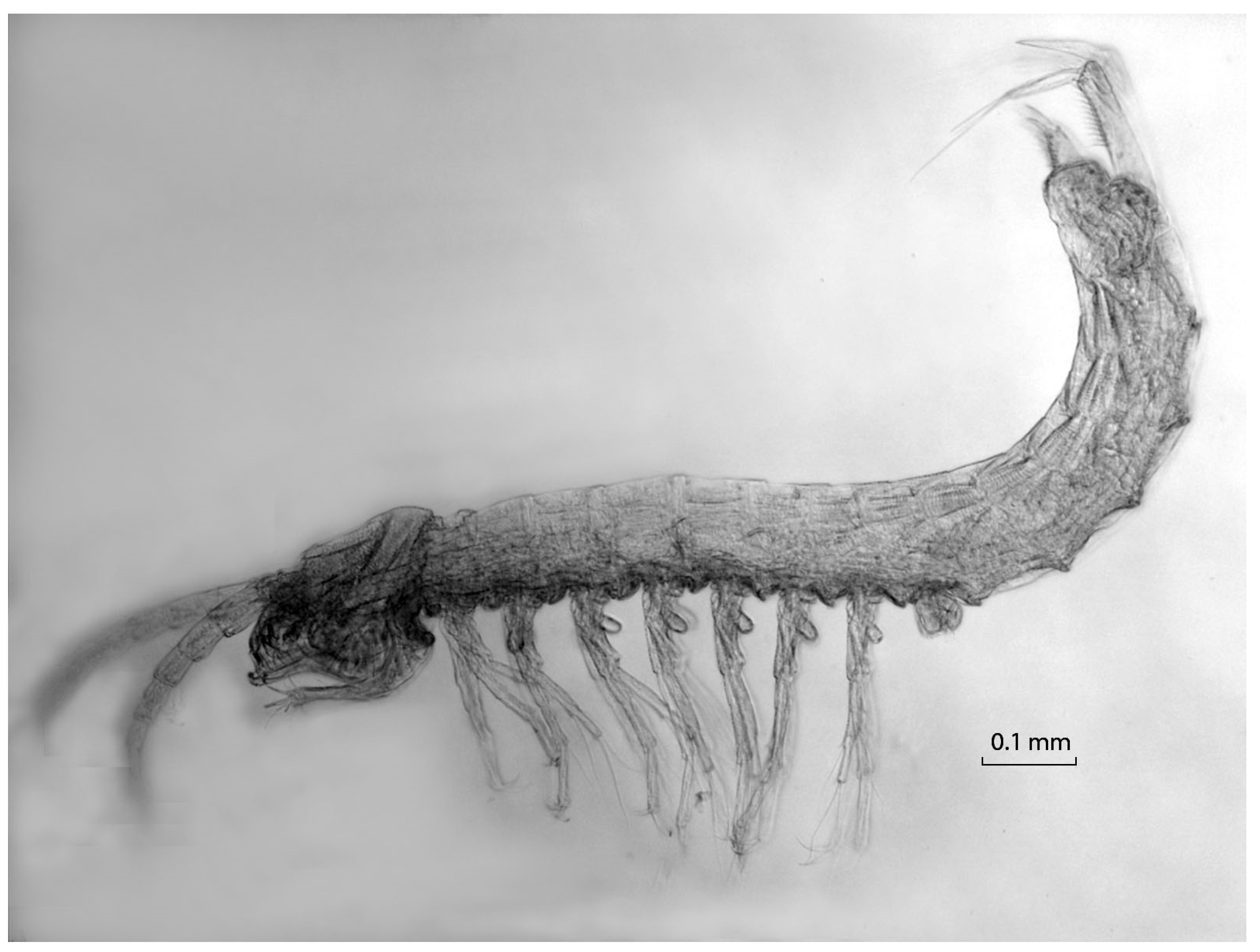 Diversity 13 00199 g007