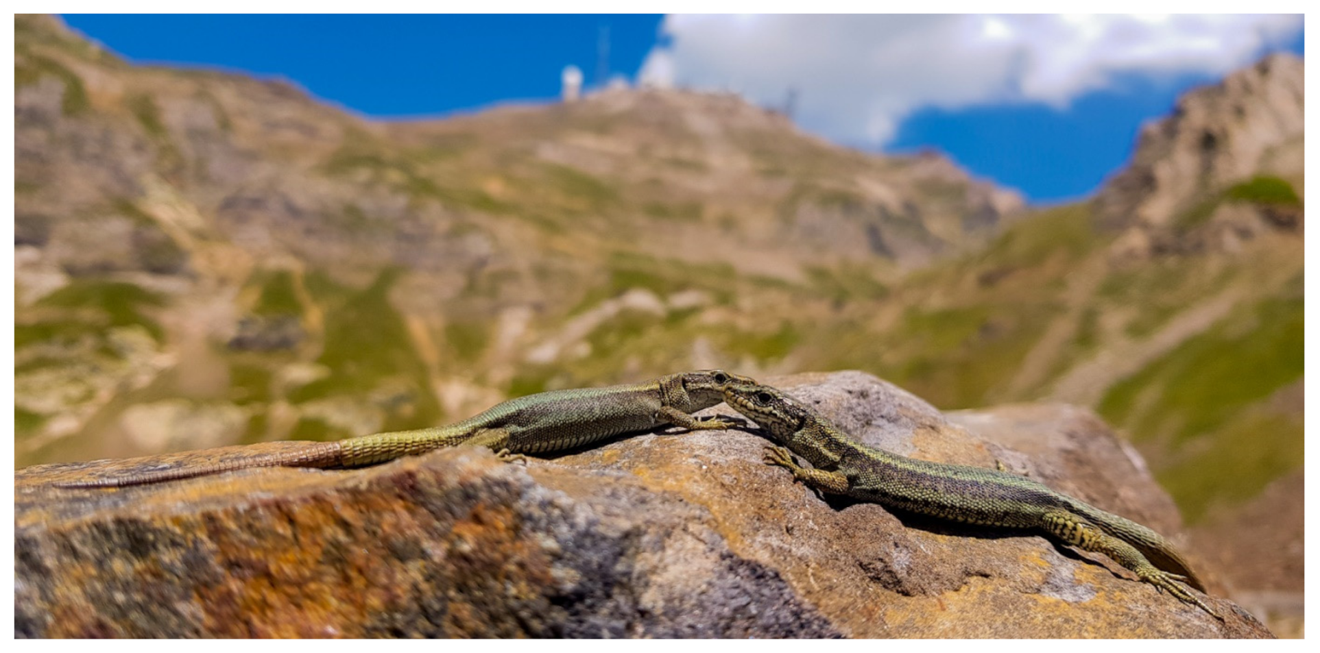 Diversity 13 00200 g001 Diversity 13 00200 g001