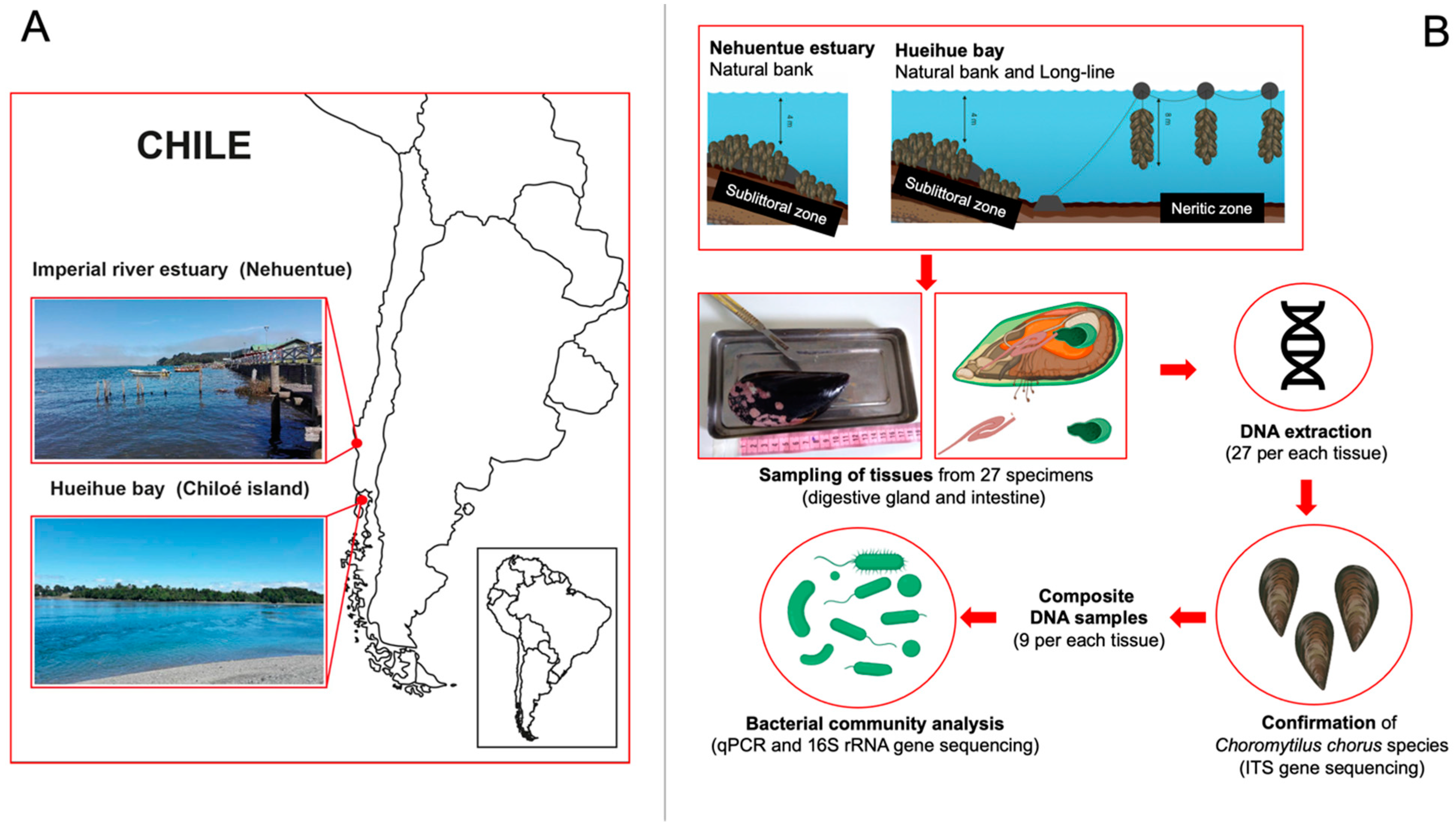 Diversity 13 00209 g001 Diversity 13 00209 g001