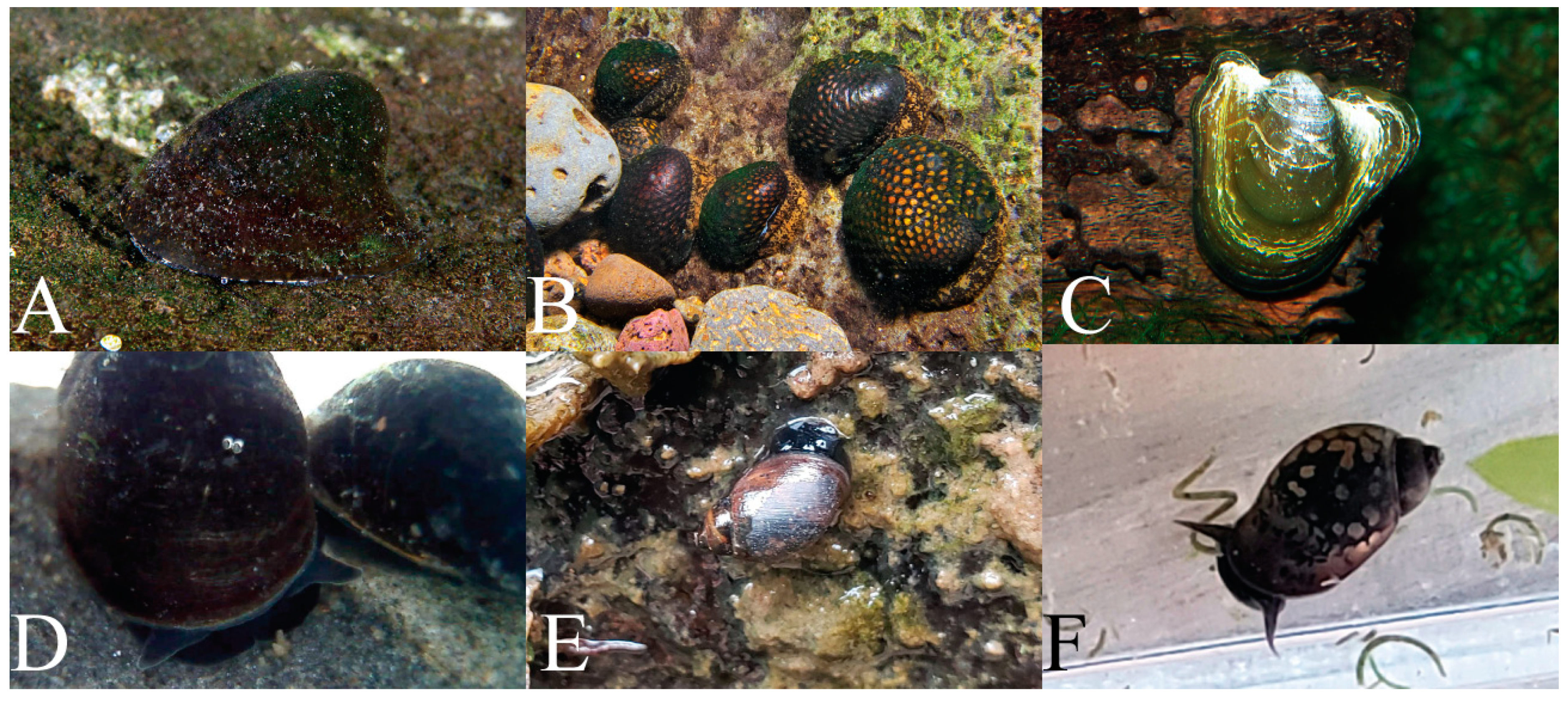 Diversity 13 00215 g001 Diversity 13 00215 g001