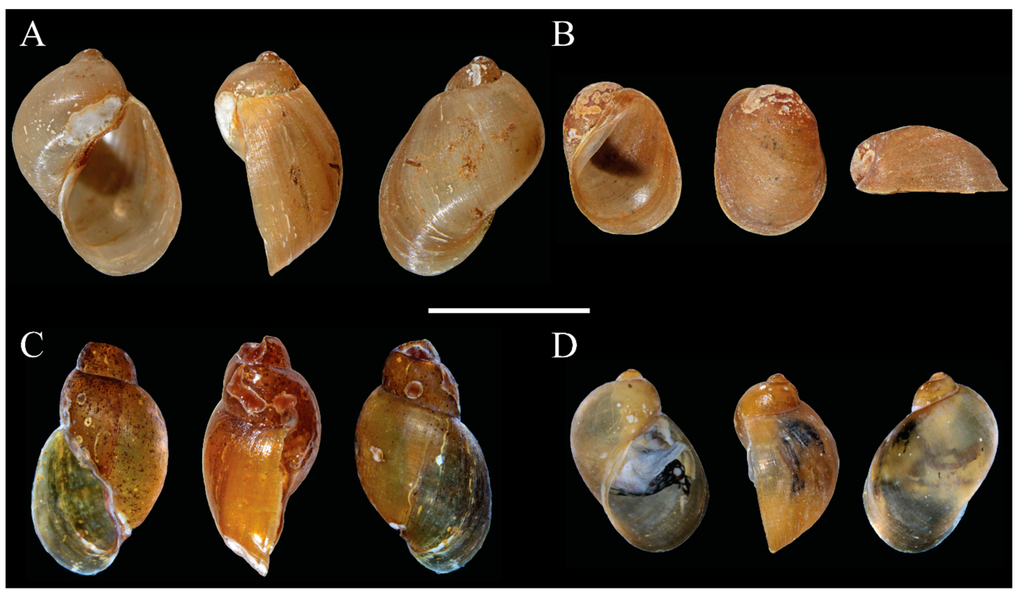 Diversity 13 00215 g003 Diversity 13 00215 g003