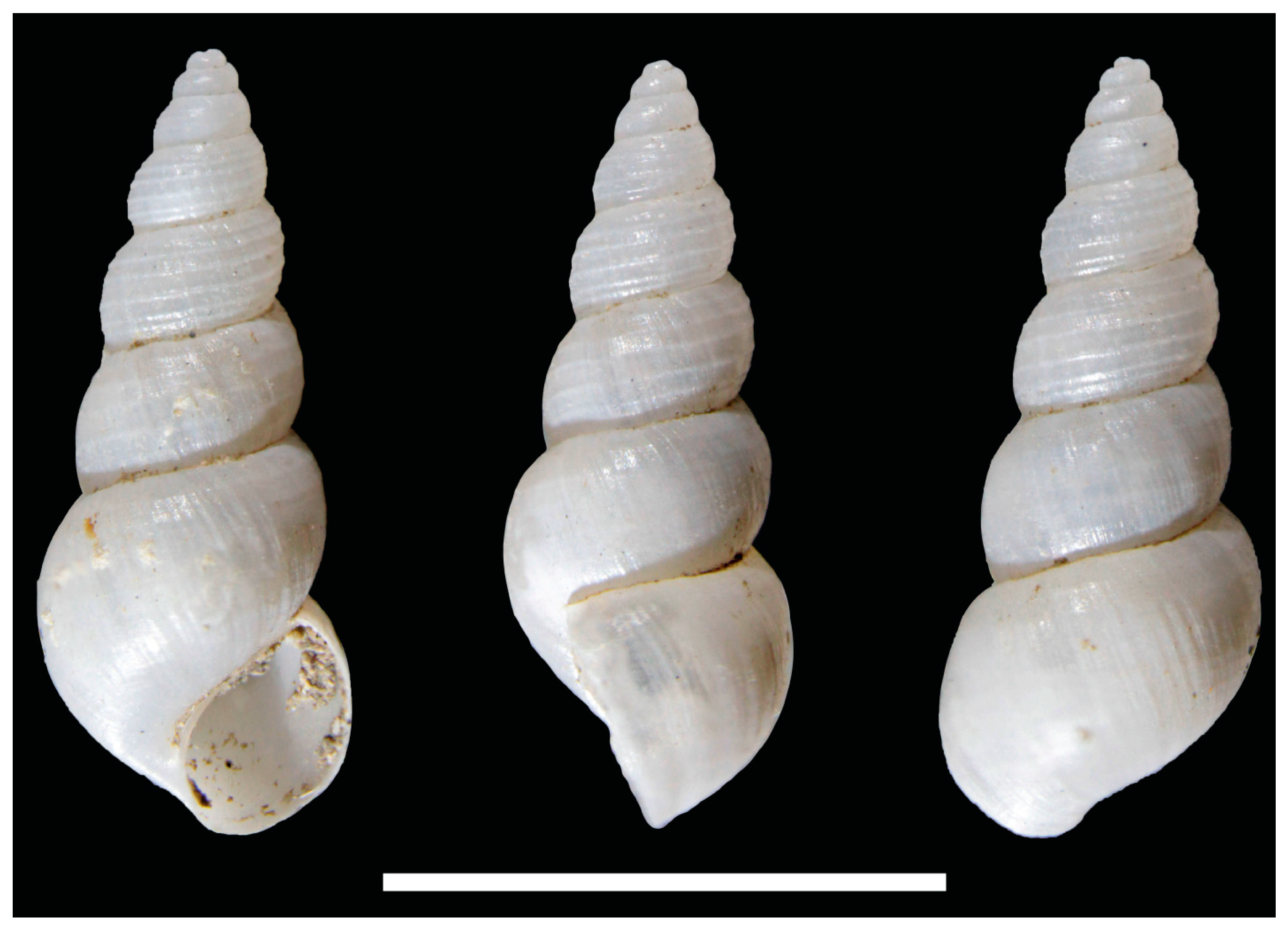 Diversity 13 00215 g004 Diversity 13 00215 g004