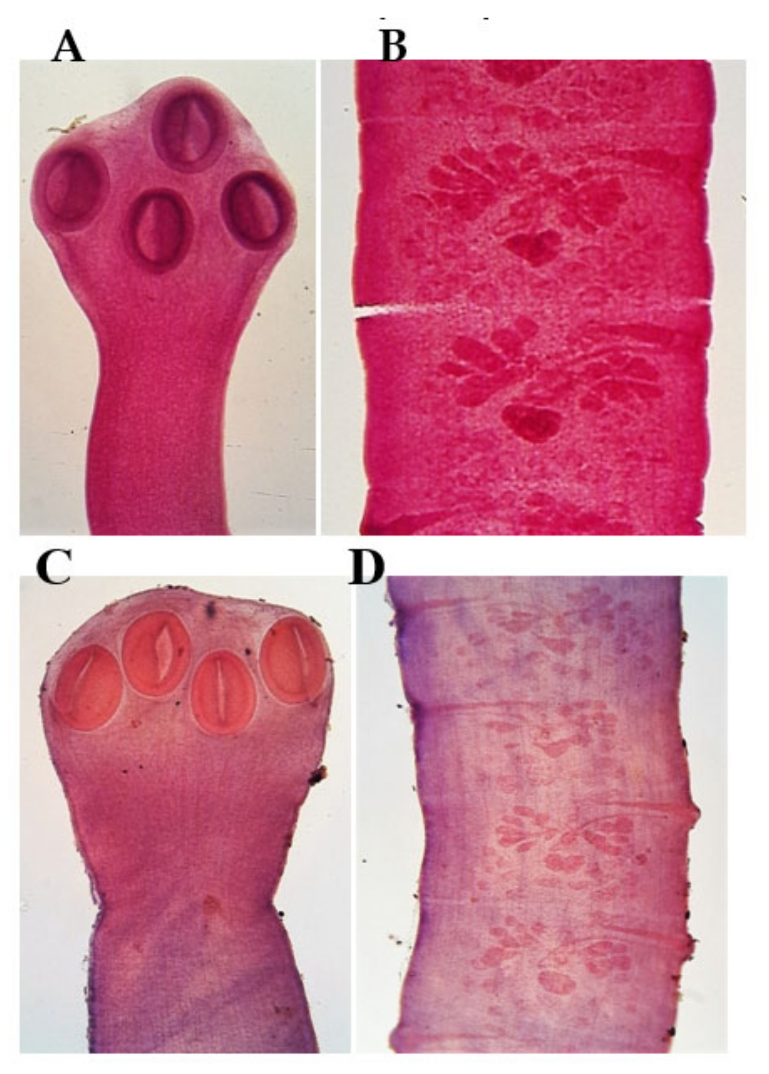 Diversity 13 00223 g004