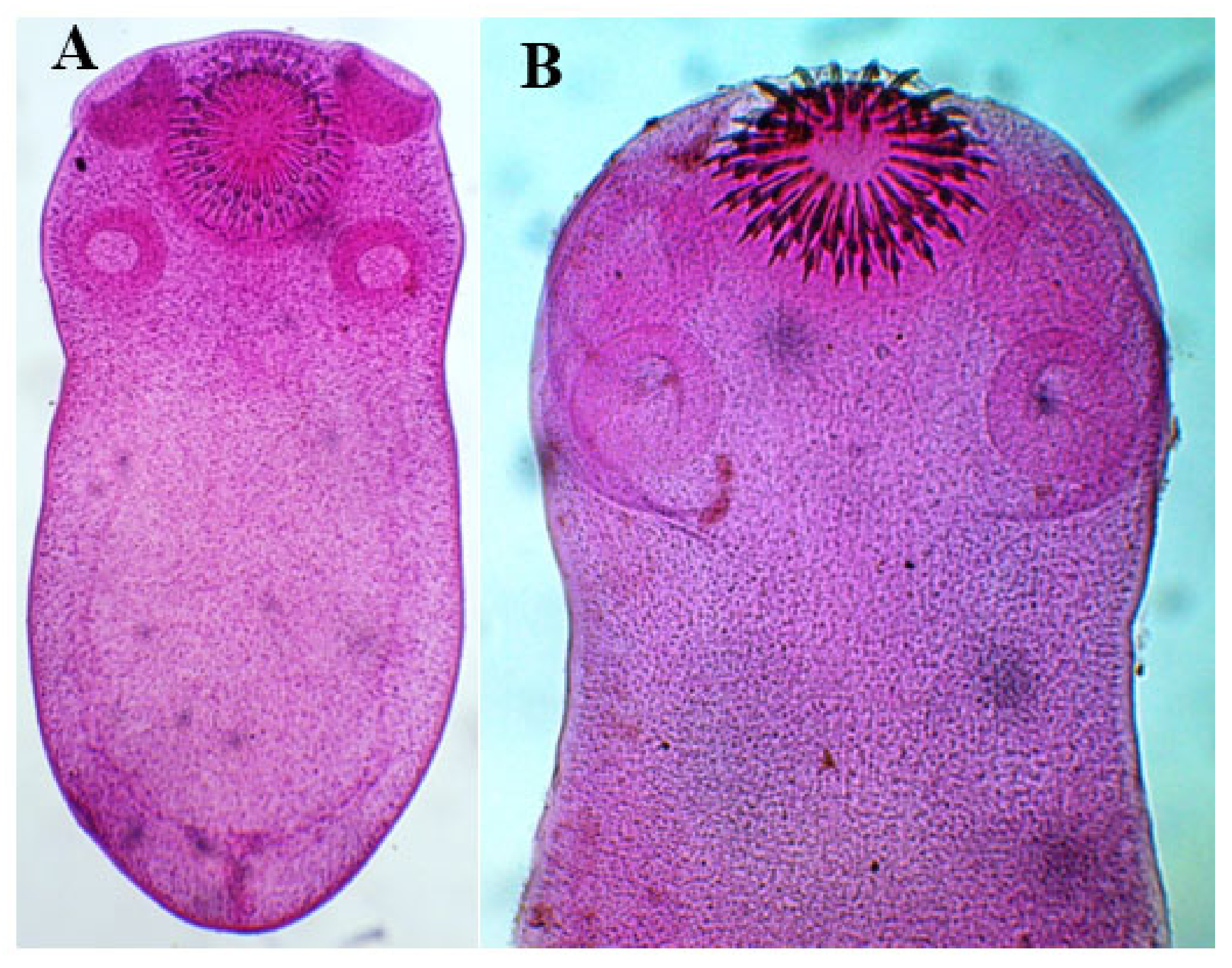 Diversity 13 00223 g005
