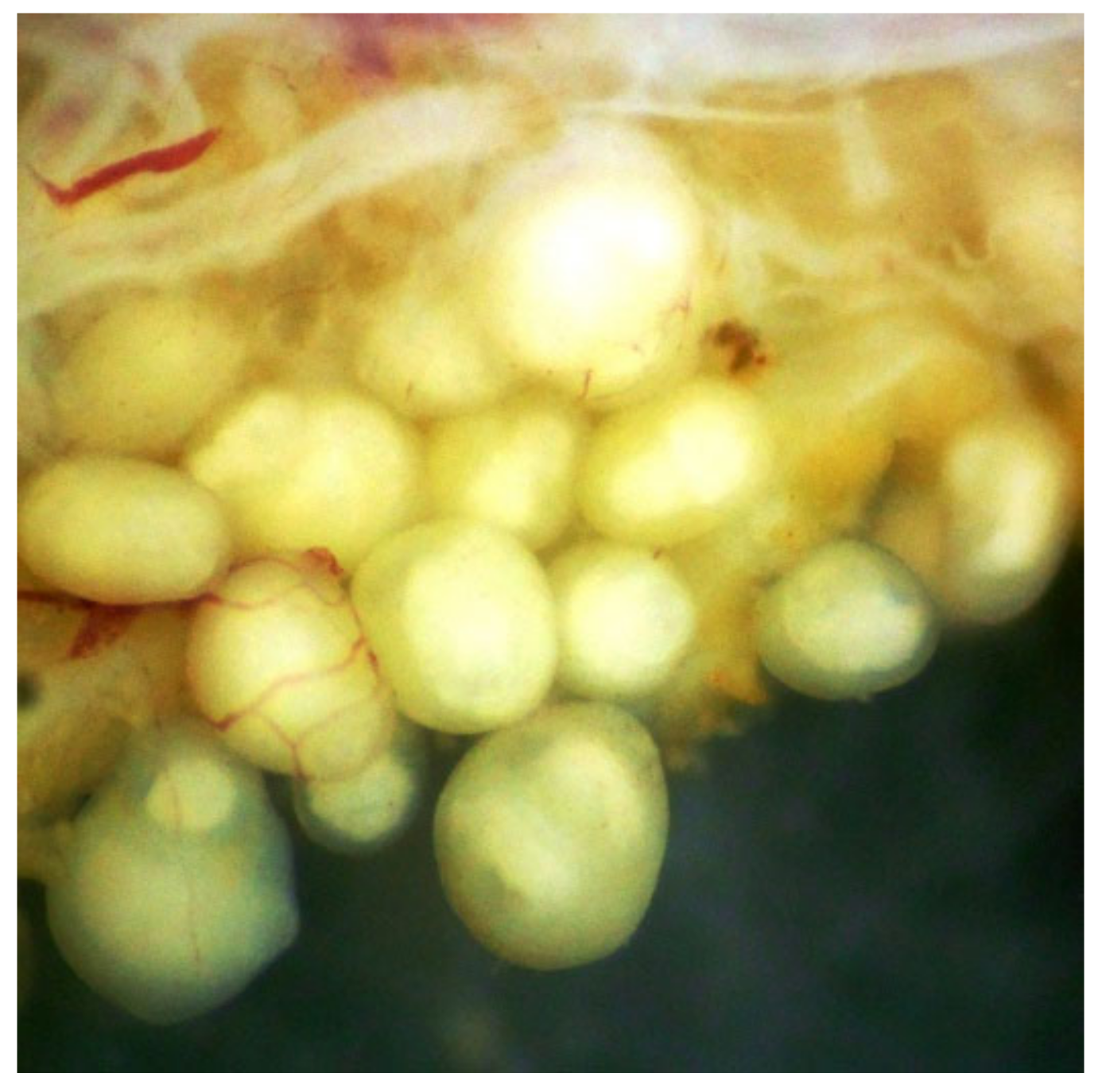 Diversity 13 00223 g006