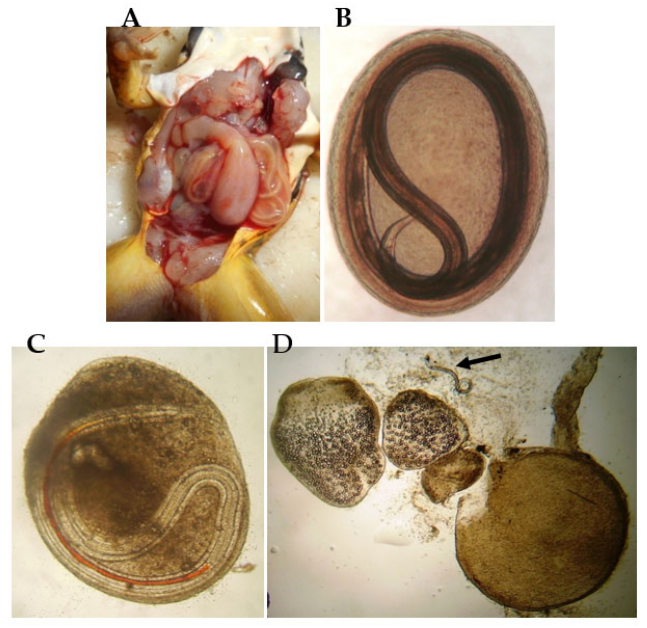 Diversity 13 00223 g007