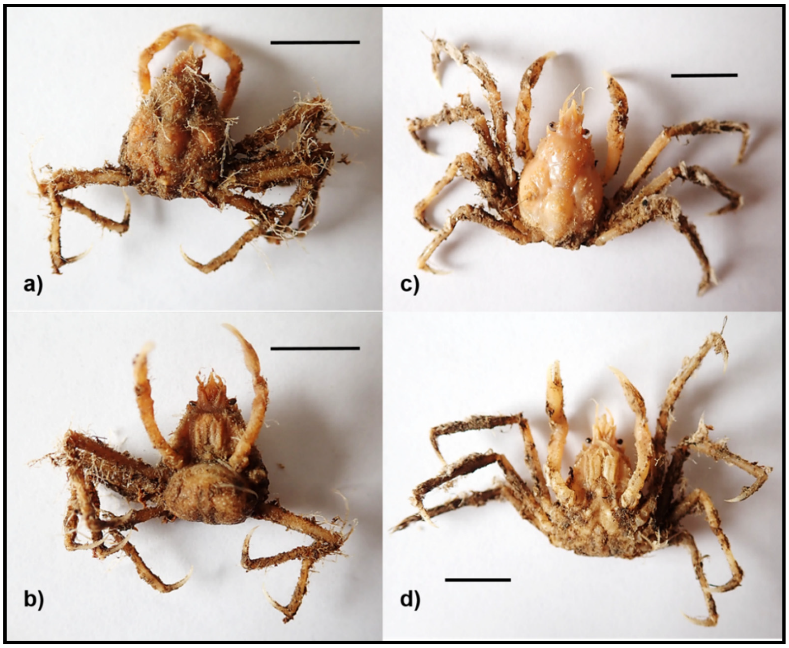 Diversity 13 00225 g002 Diversity 13 00225 g002