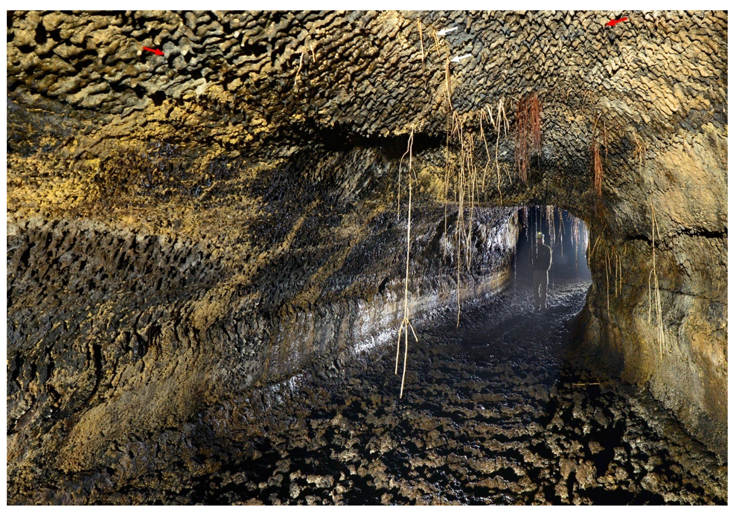 Diversity 13 00226 g003