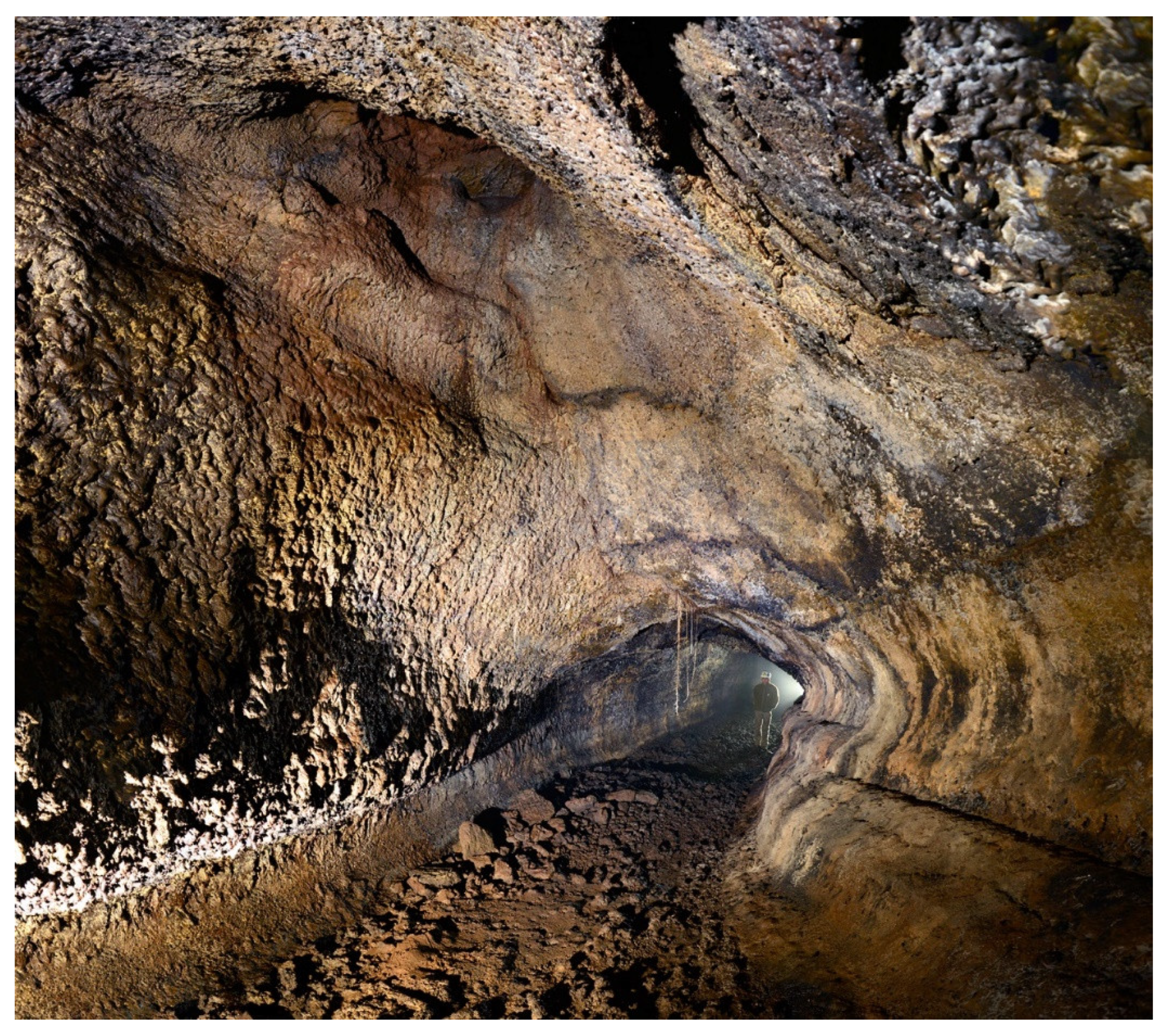 Diversity 13 00226 g005