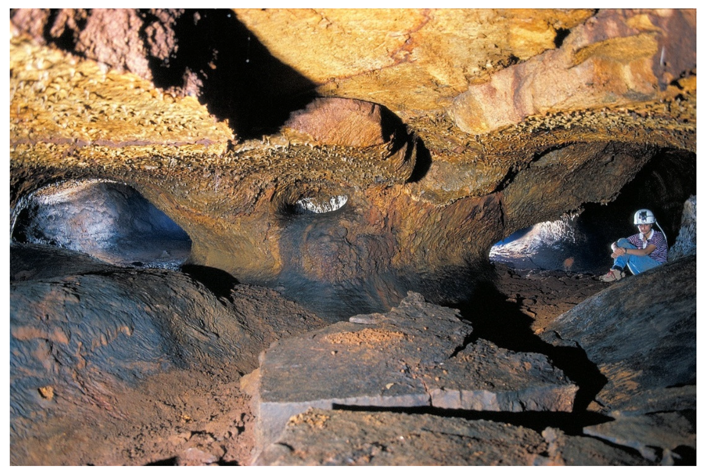 Diversity 13 00226 g006