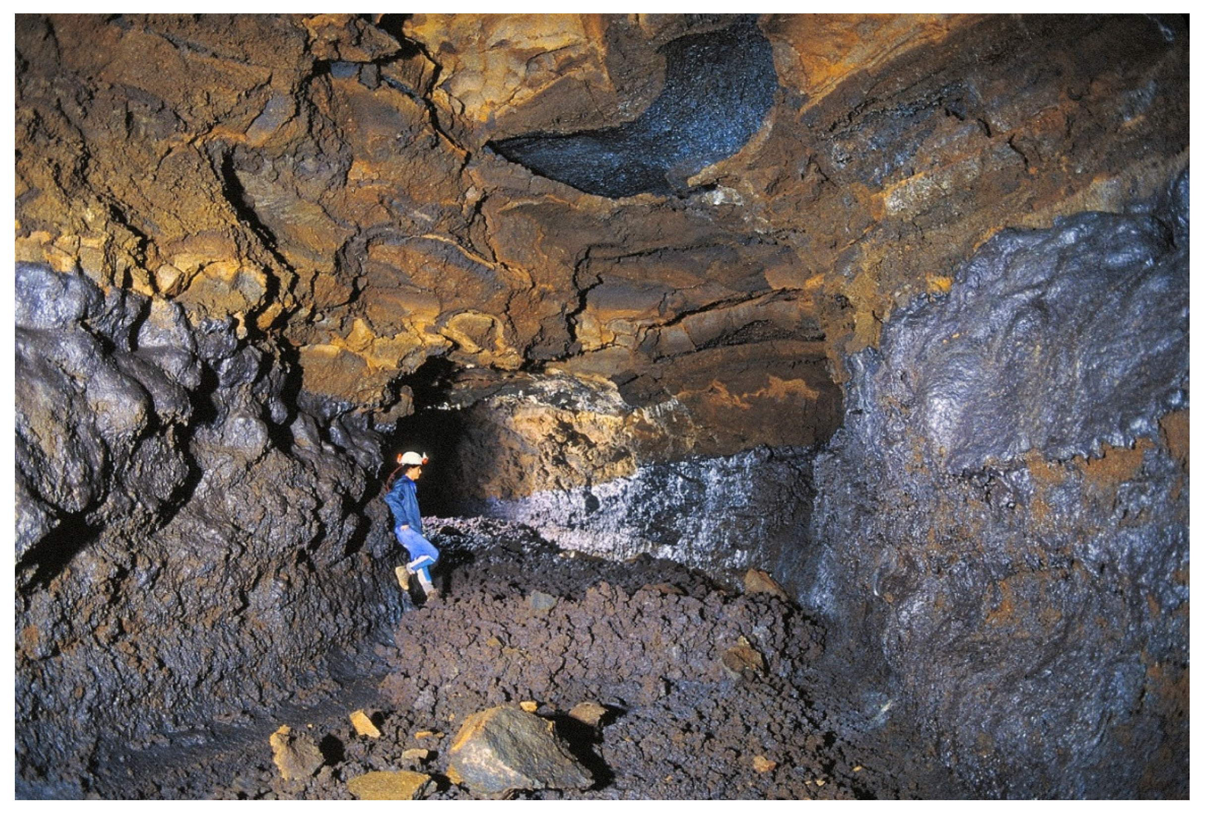 Diversity 13 00226 g007