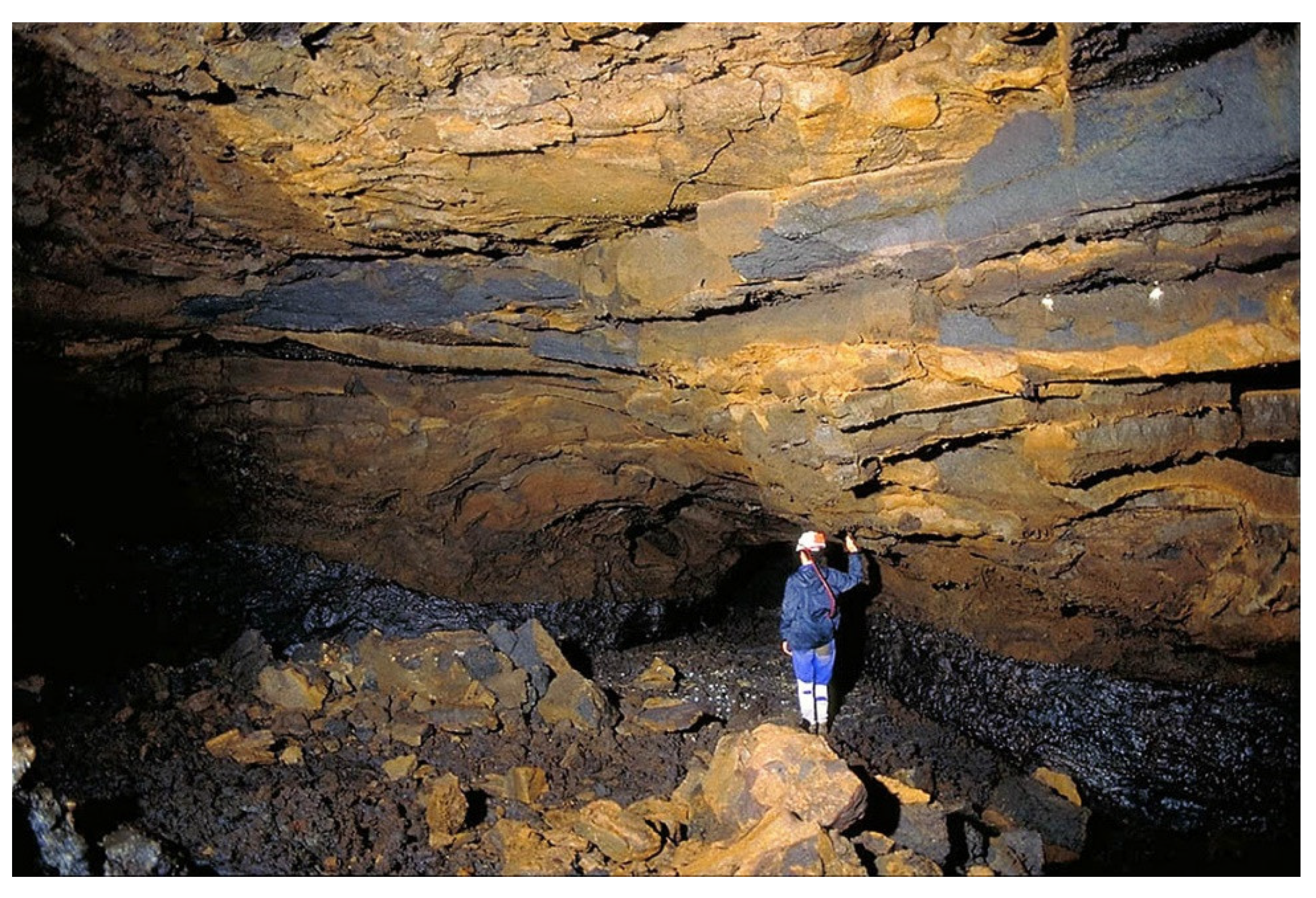 Diversity 13 00226 g008