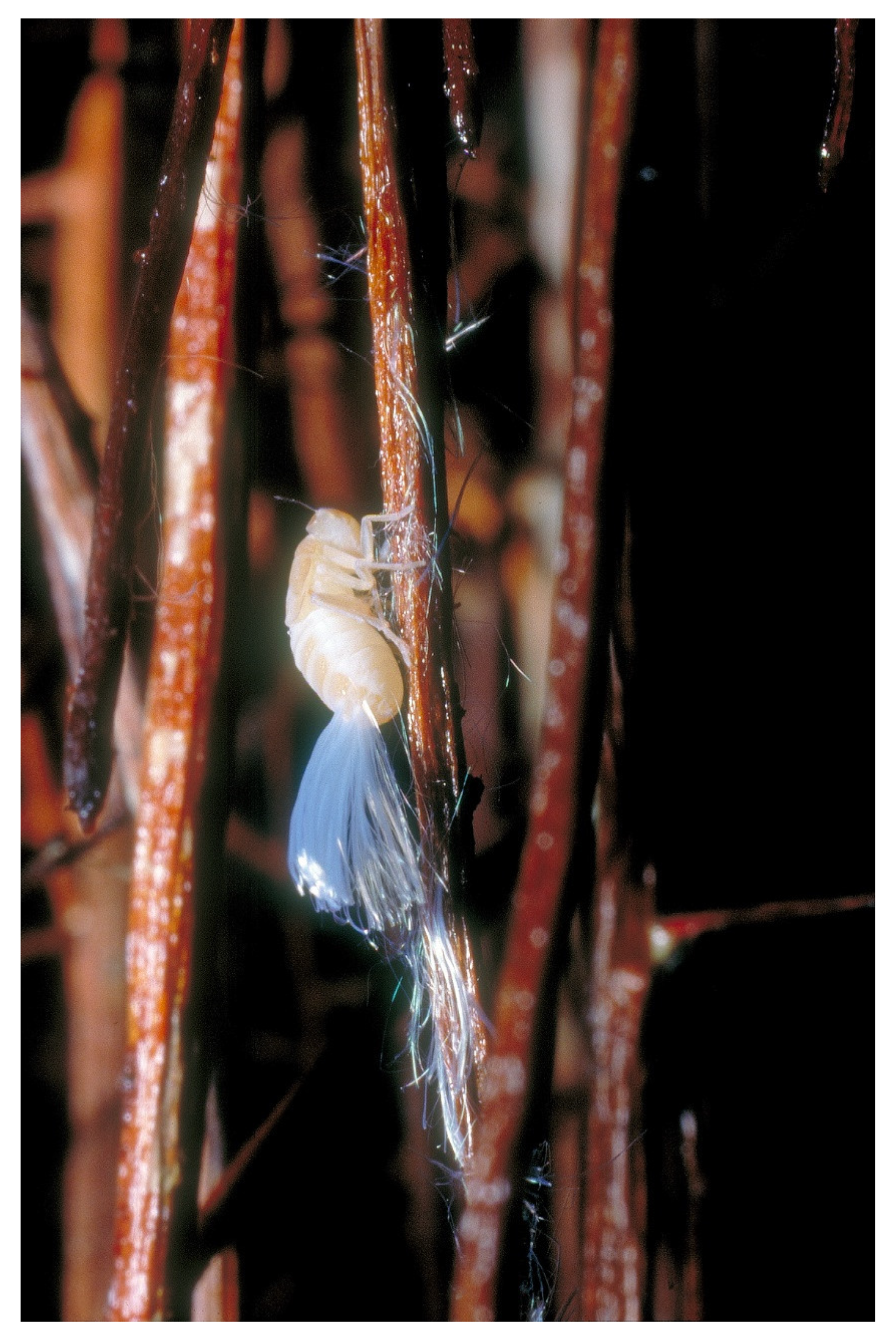 Diversity 13 00226 g010