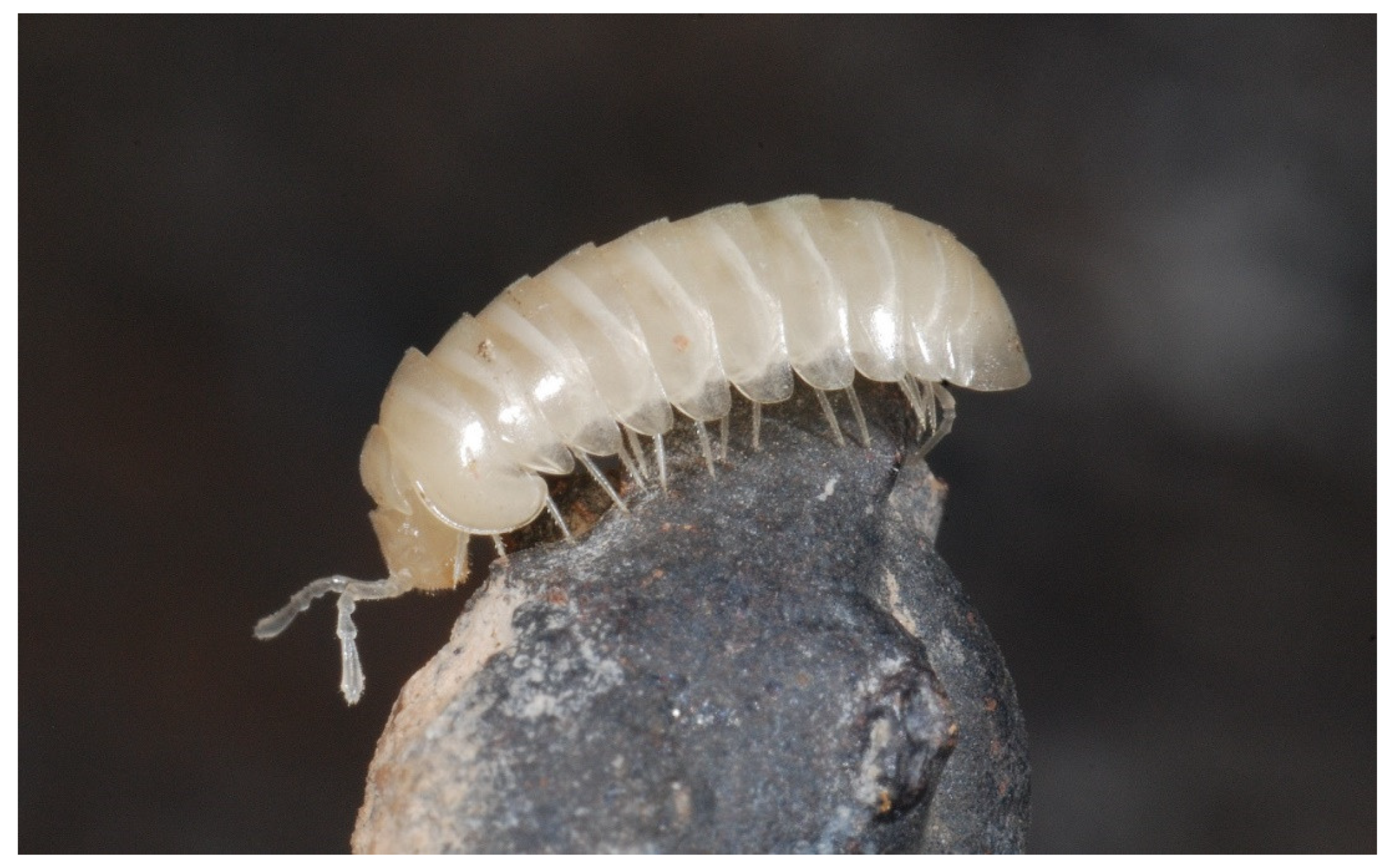 Diversity 13 00226 g012