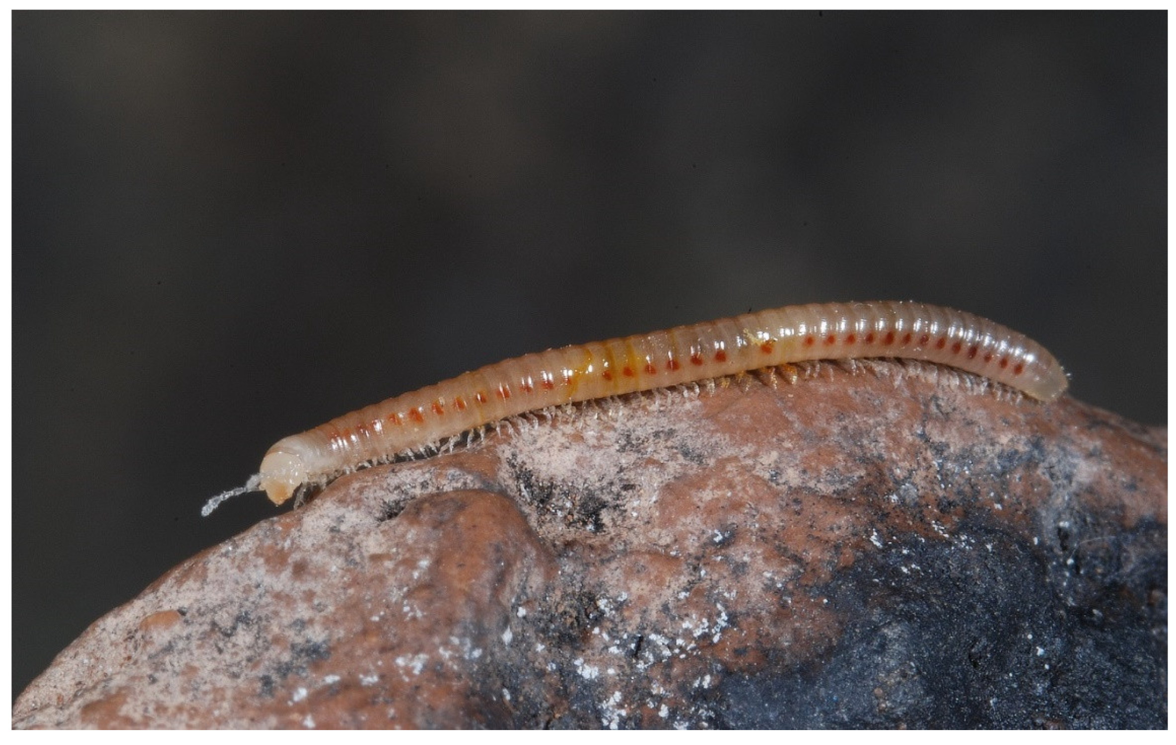 Diversity 13 00226 g014