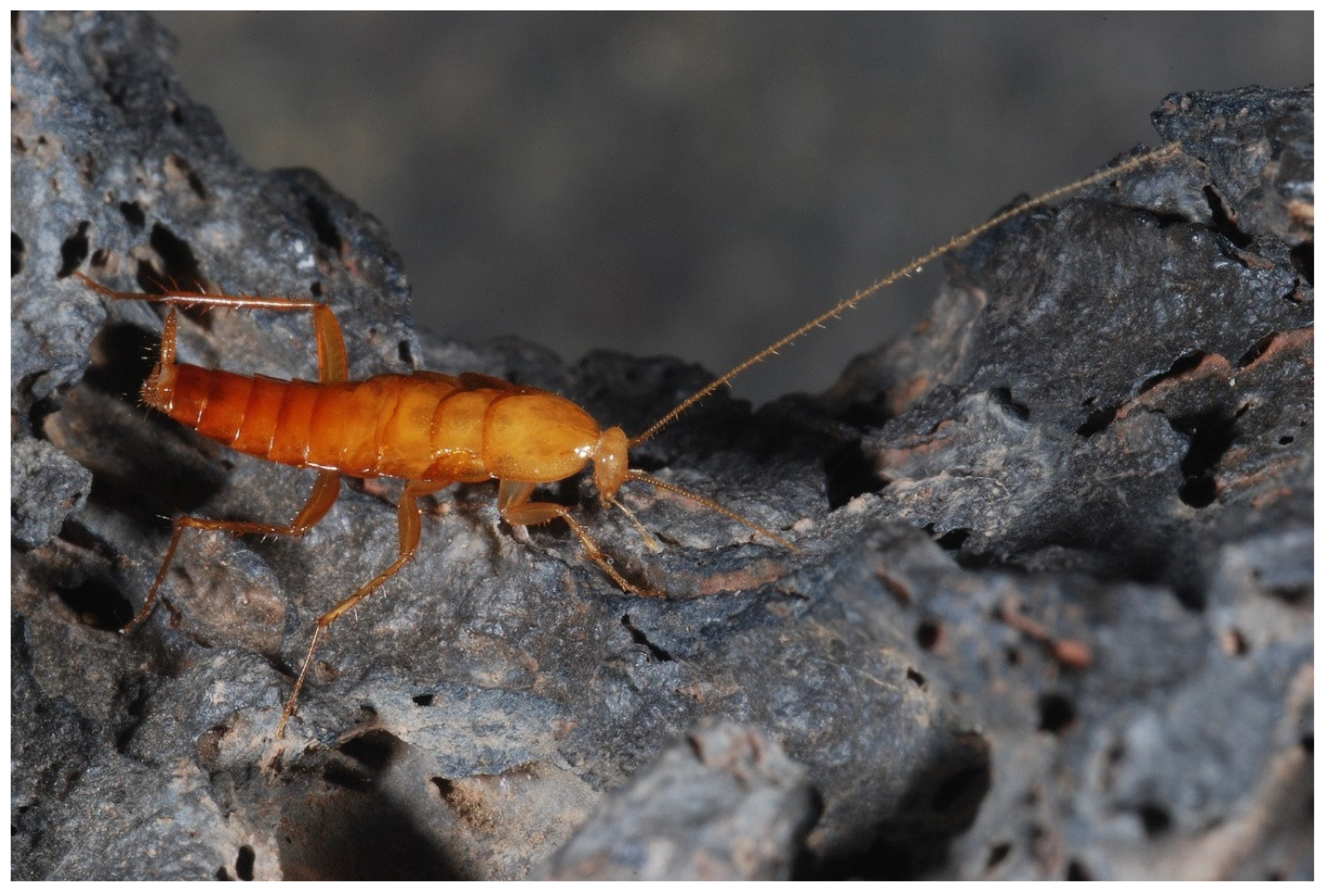 Diversity 13 00226 g015