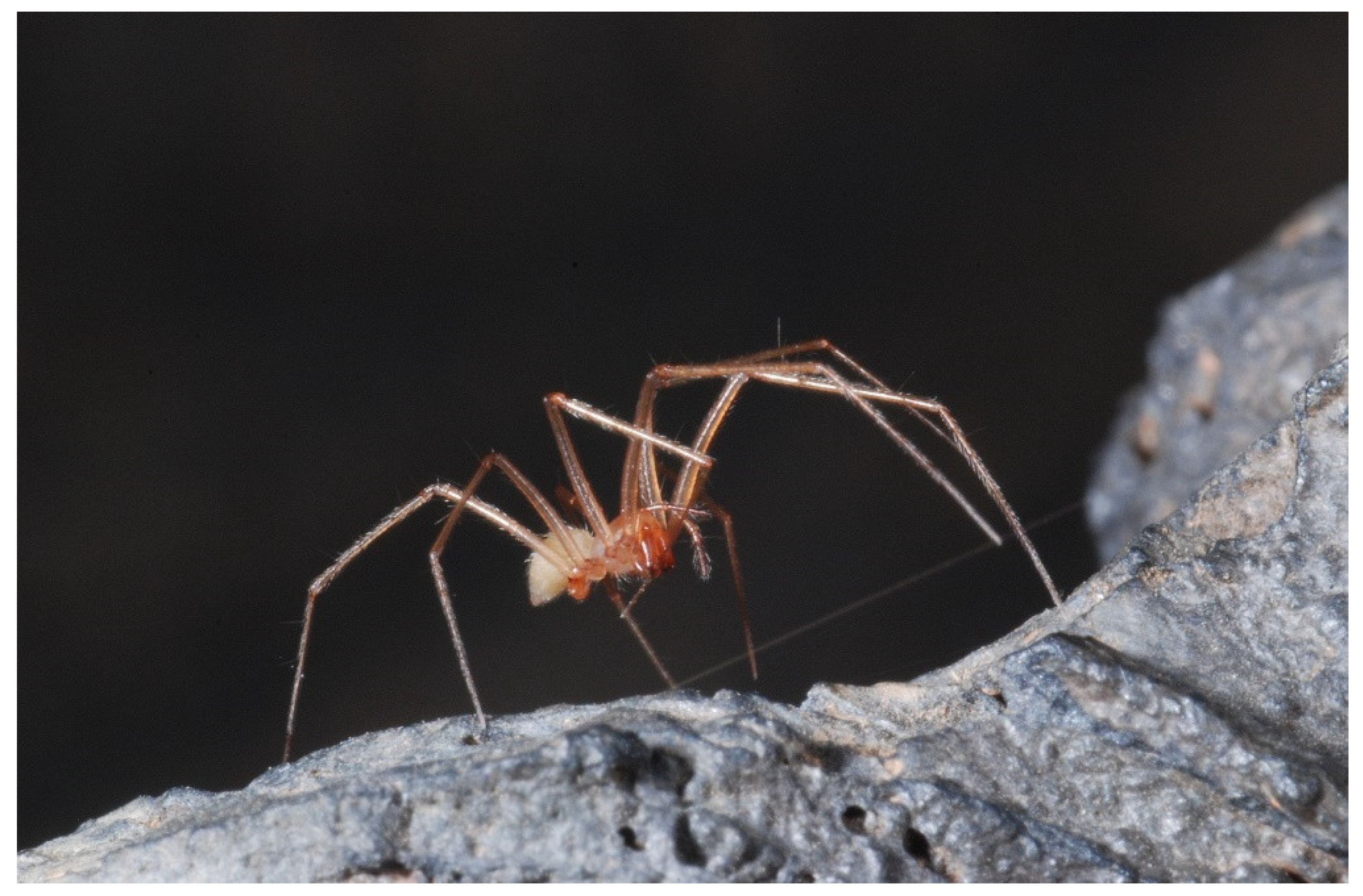 Diversity 13 00226 g017