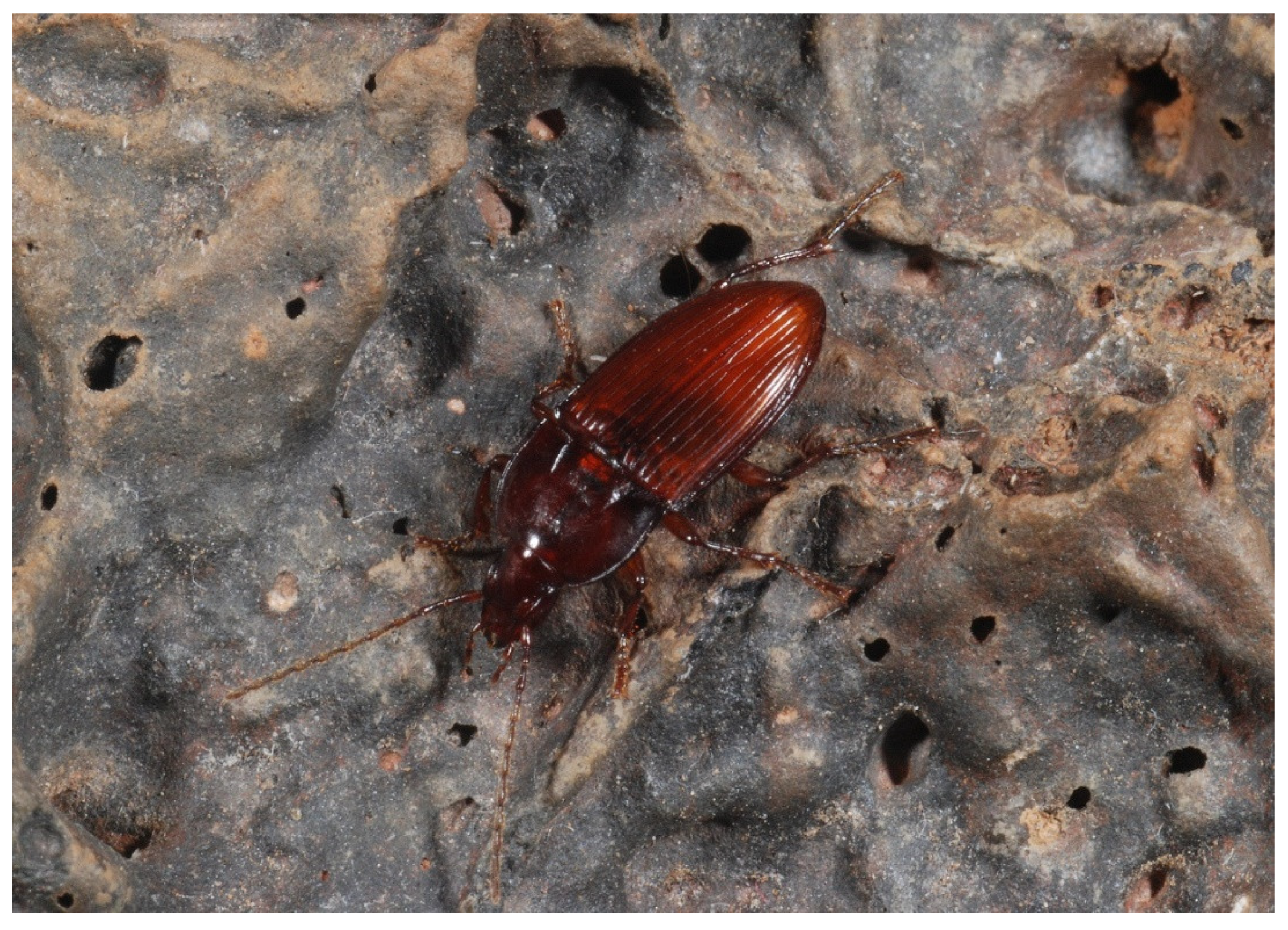 Diversity 13 00226 g018