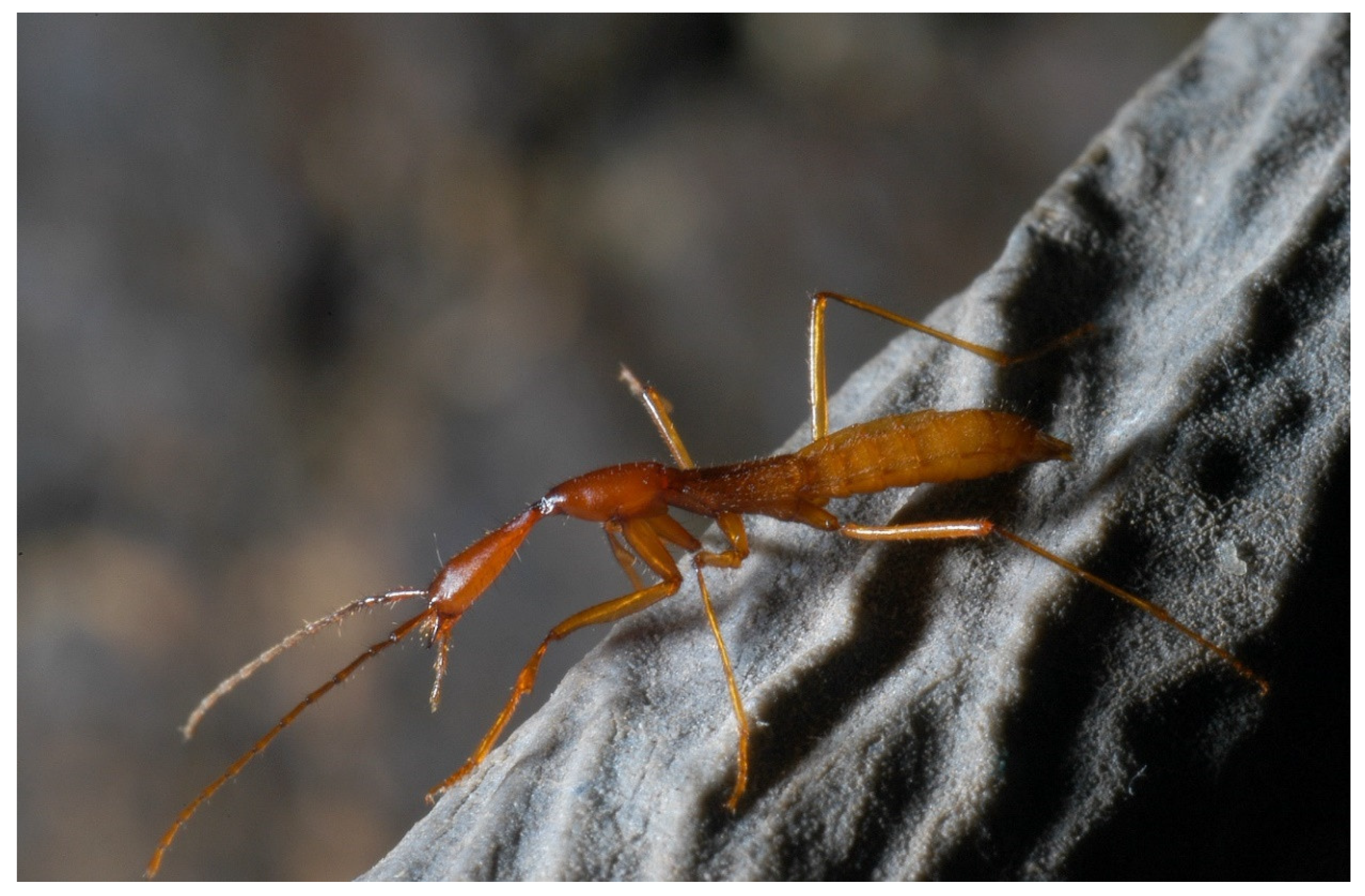 Diversity 13 00226 g020