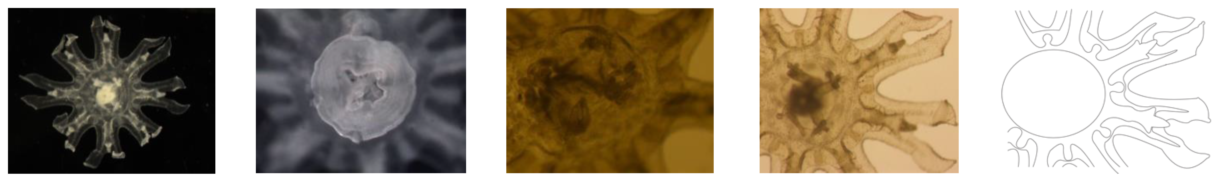 Diversity 13 00229 g003 Diversity 13 00229 g003