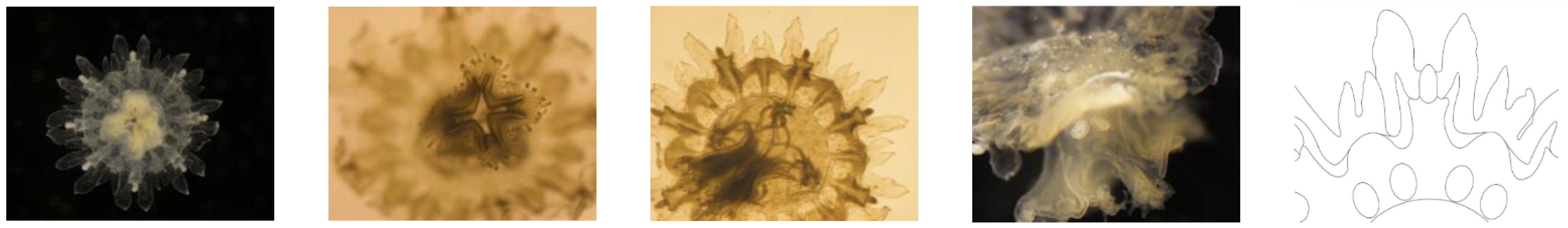 Diversity 13 00229 g004 Diversity 13 00229 g004