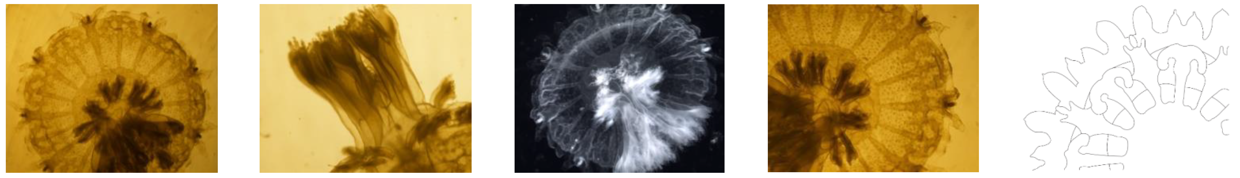 Diversity 13 00229 g005 Diversity 13 00229 g005