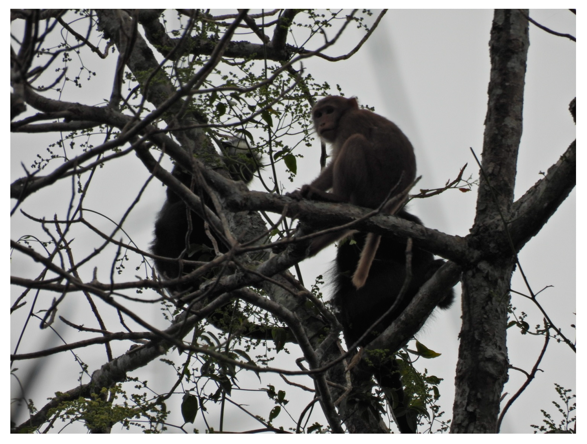 Diversity 13 00231 g004 Diversity 13 00231 g004