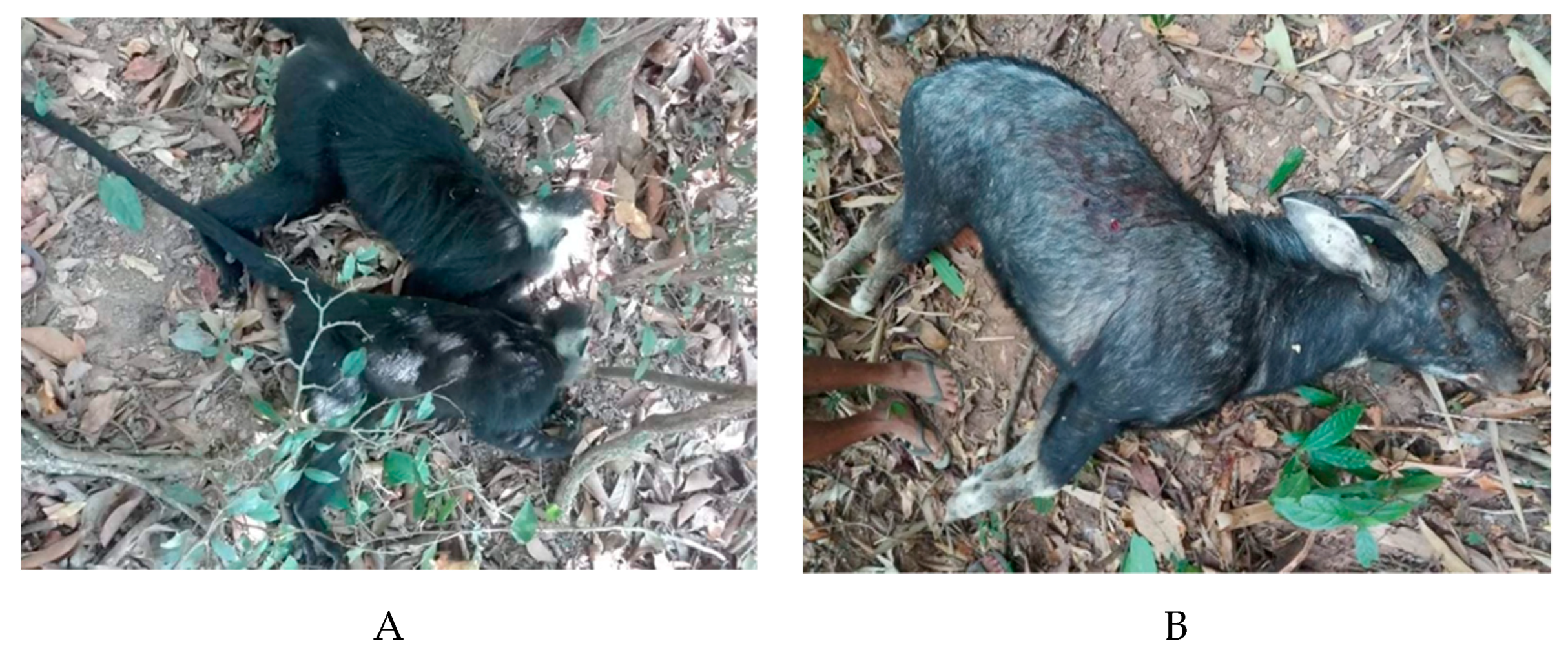 Diversity 13 00231 g005 Diversity 13 00231 g005