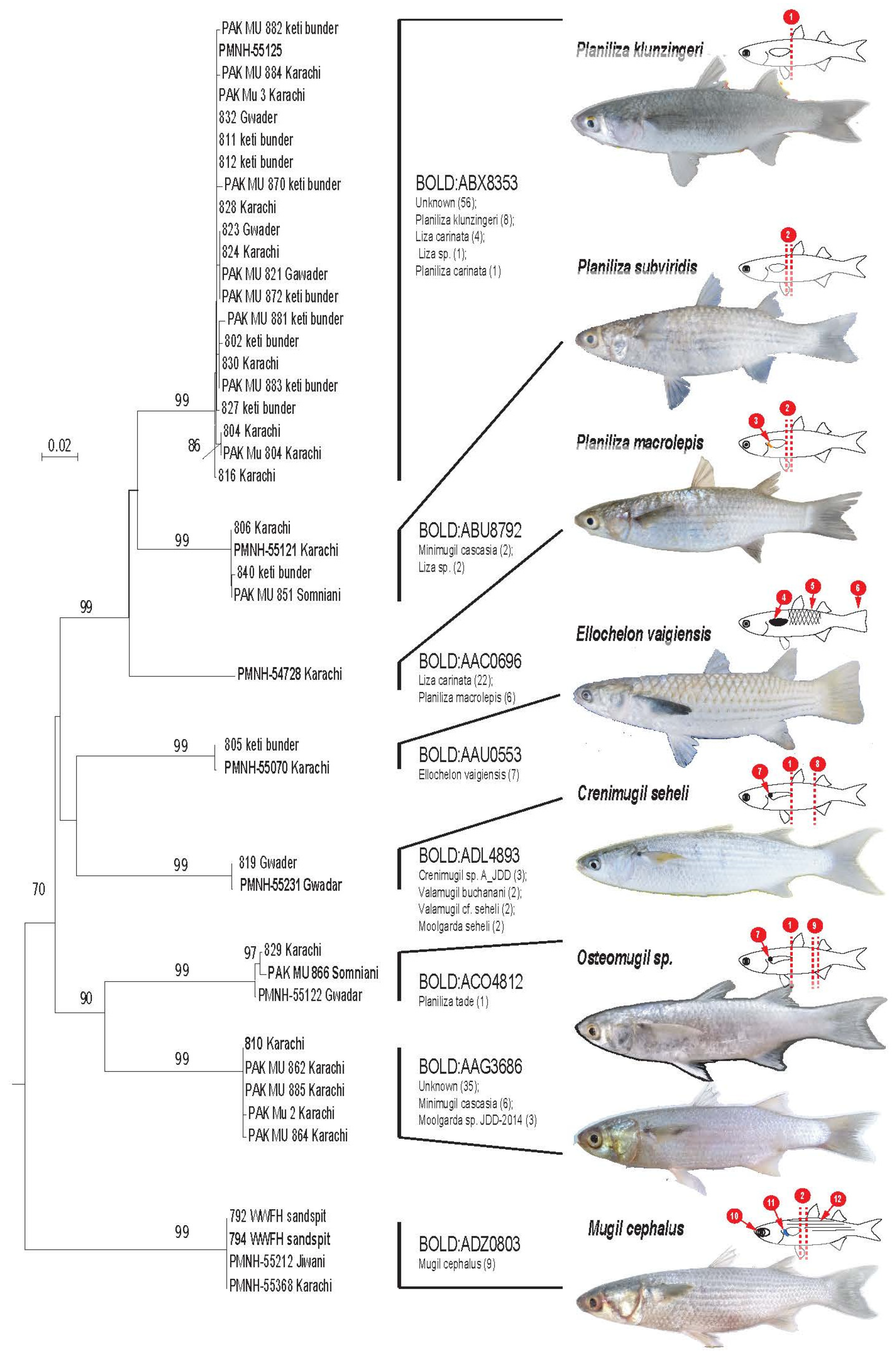 Diversity 13 00232 g002 Diversity 13 00232 g002