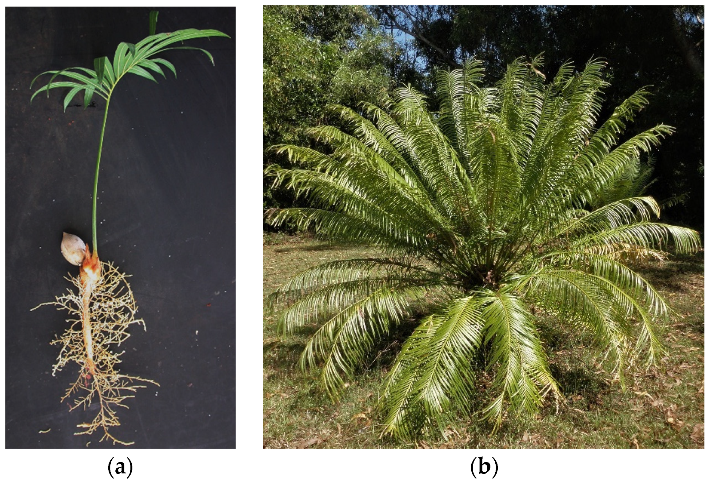 Diversity 13 00237 g001